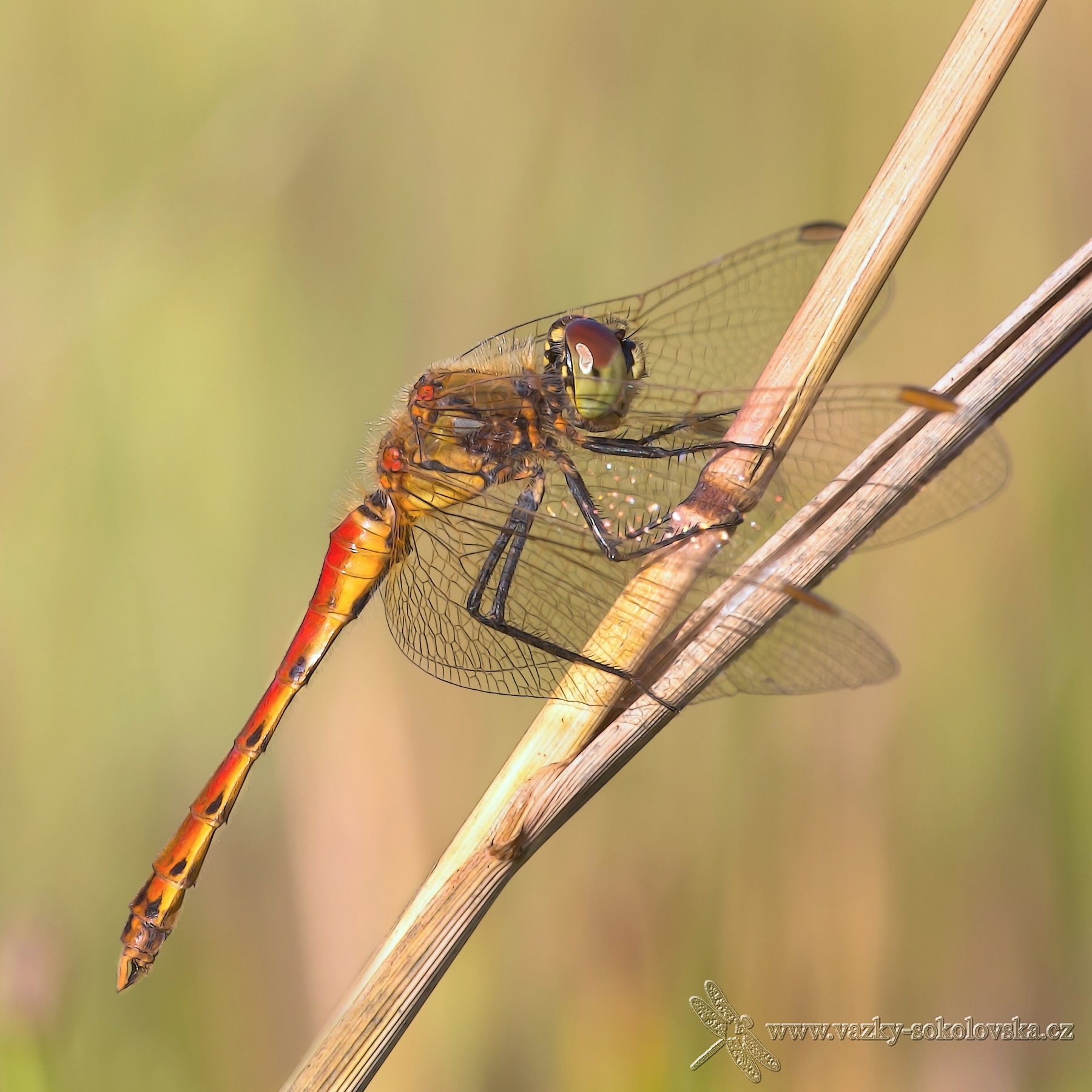 Sympetrum depressiusculum