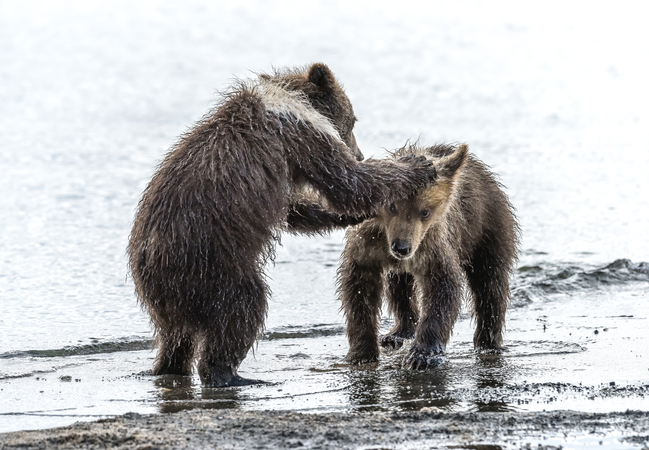 Kamchatka 2016 - Giù la testa