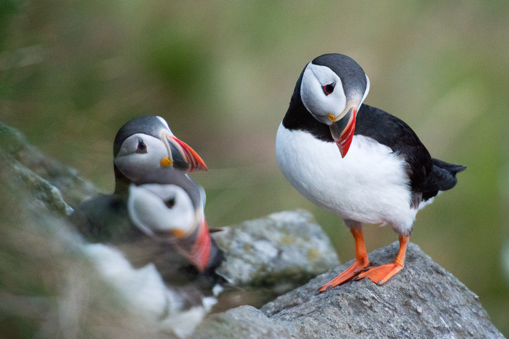 Puffin Island of Runde