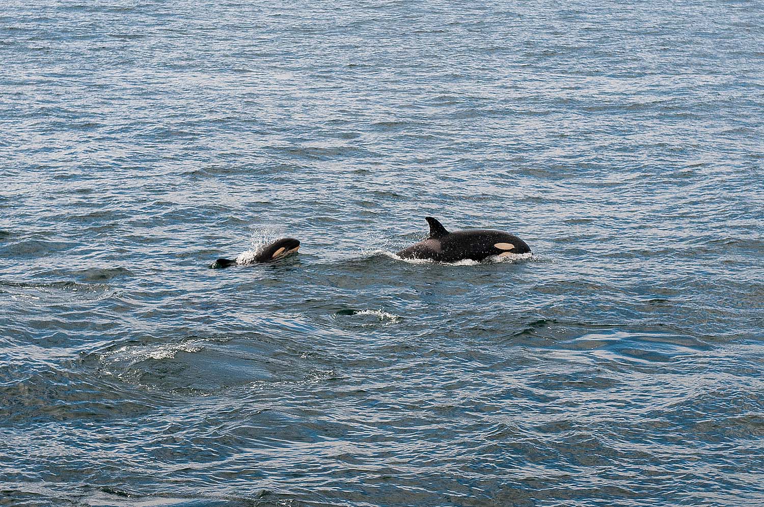 killer whales in the Atlantic Ocean