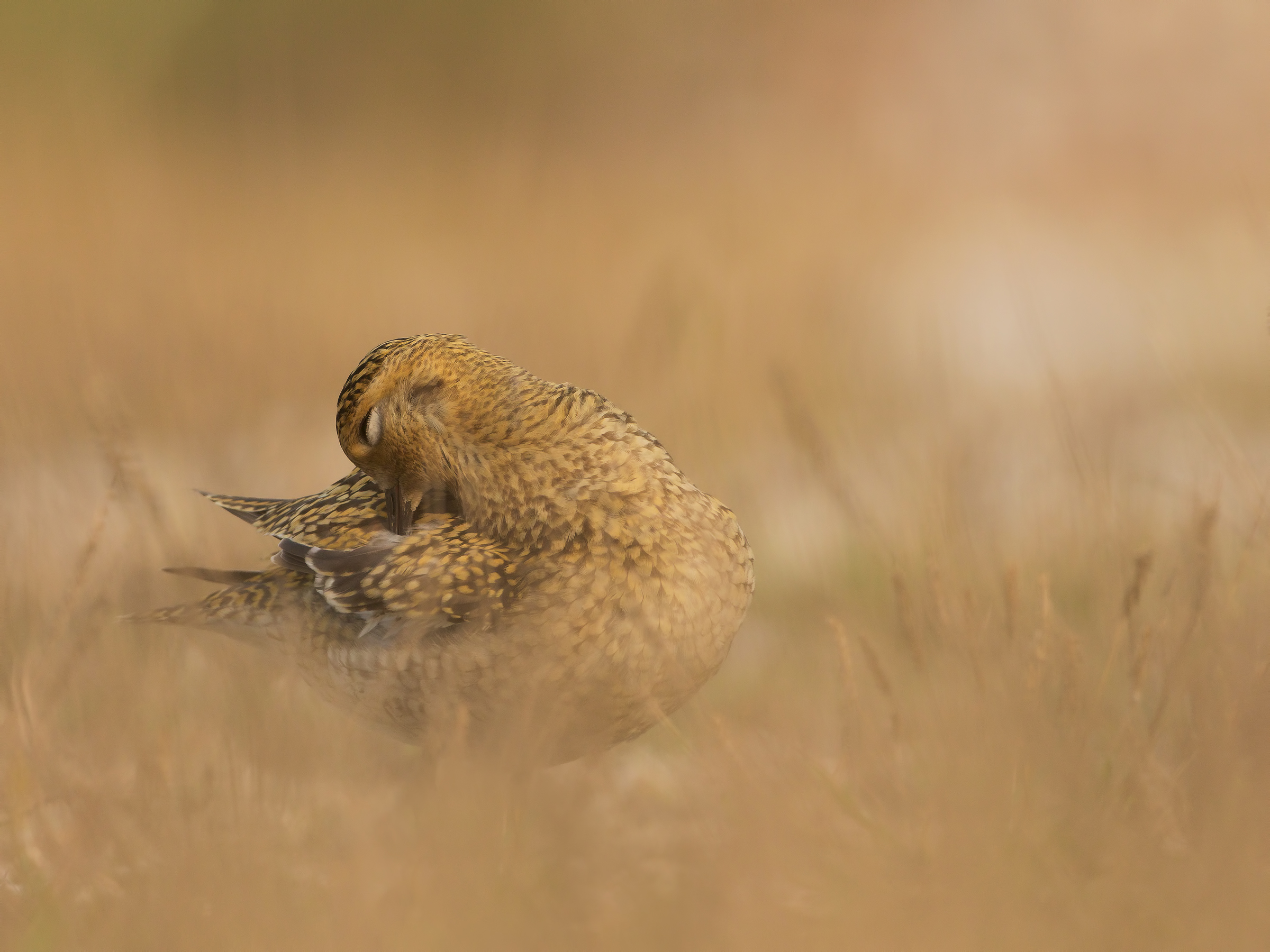 golden plover 3