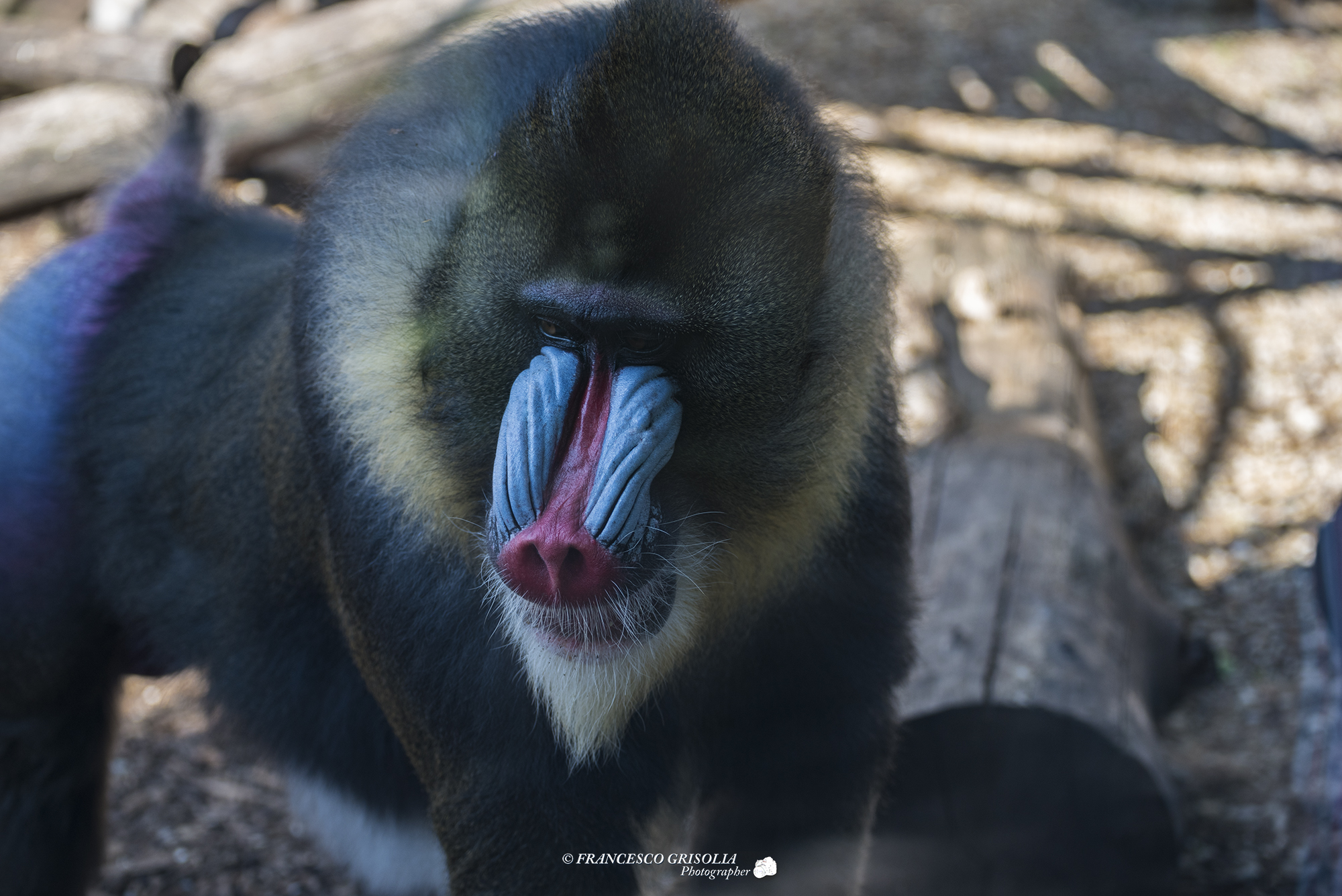 Mandrill