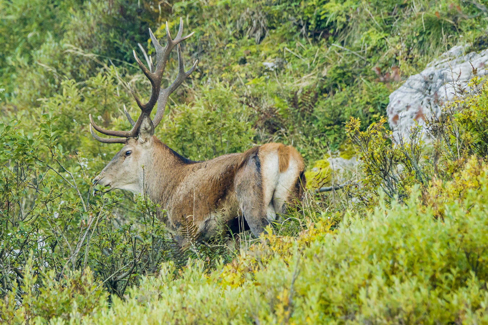 Cervo adulto Val Resia