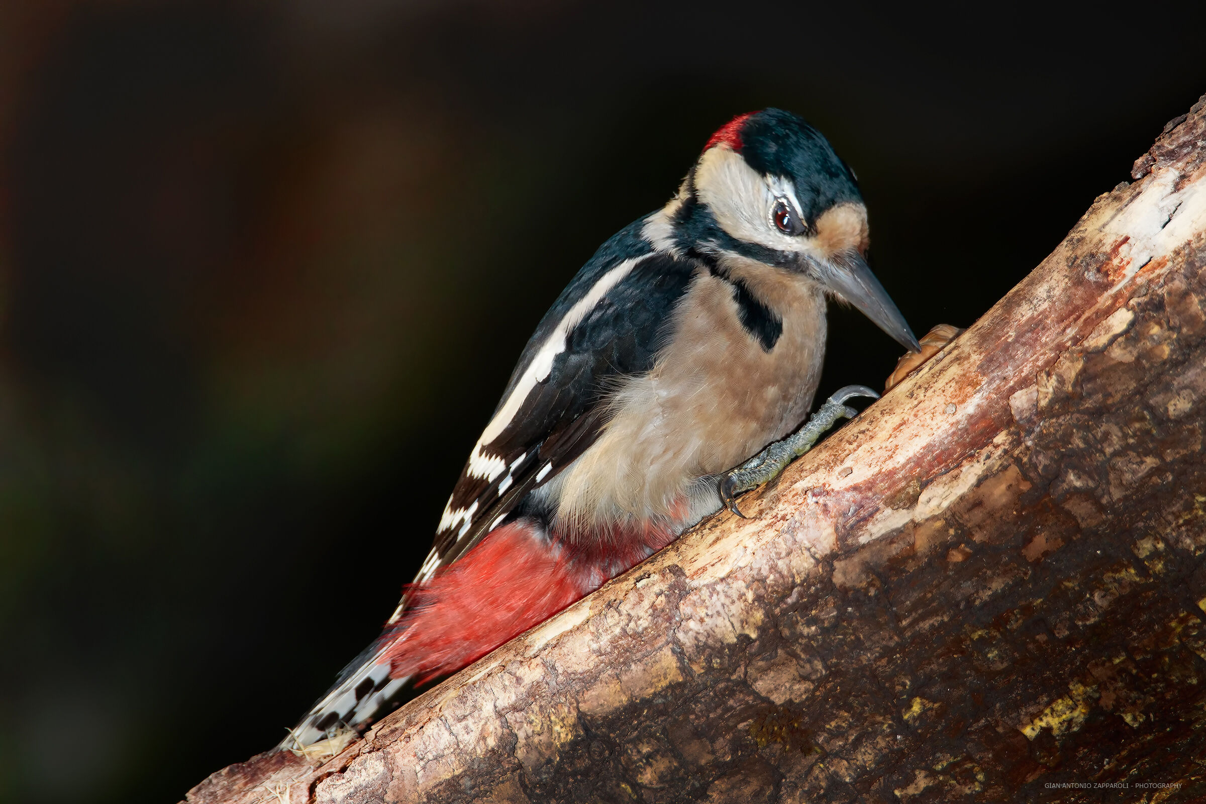 Great Spotted Woodpecker (Dendrocopos major)