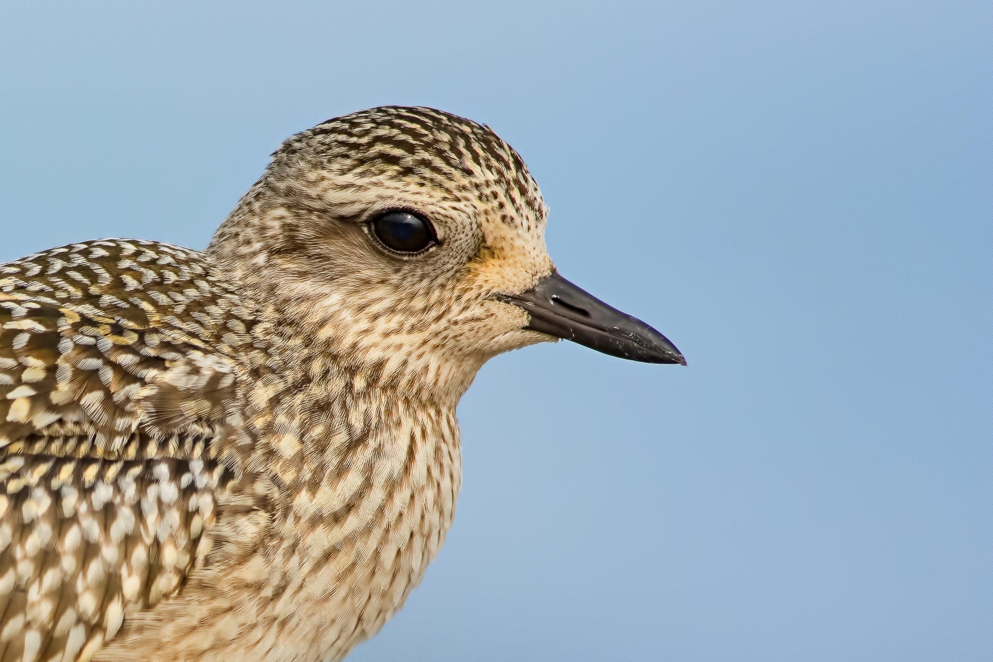 Grey Plover