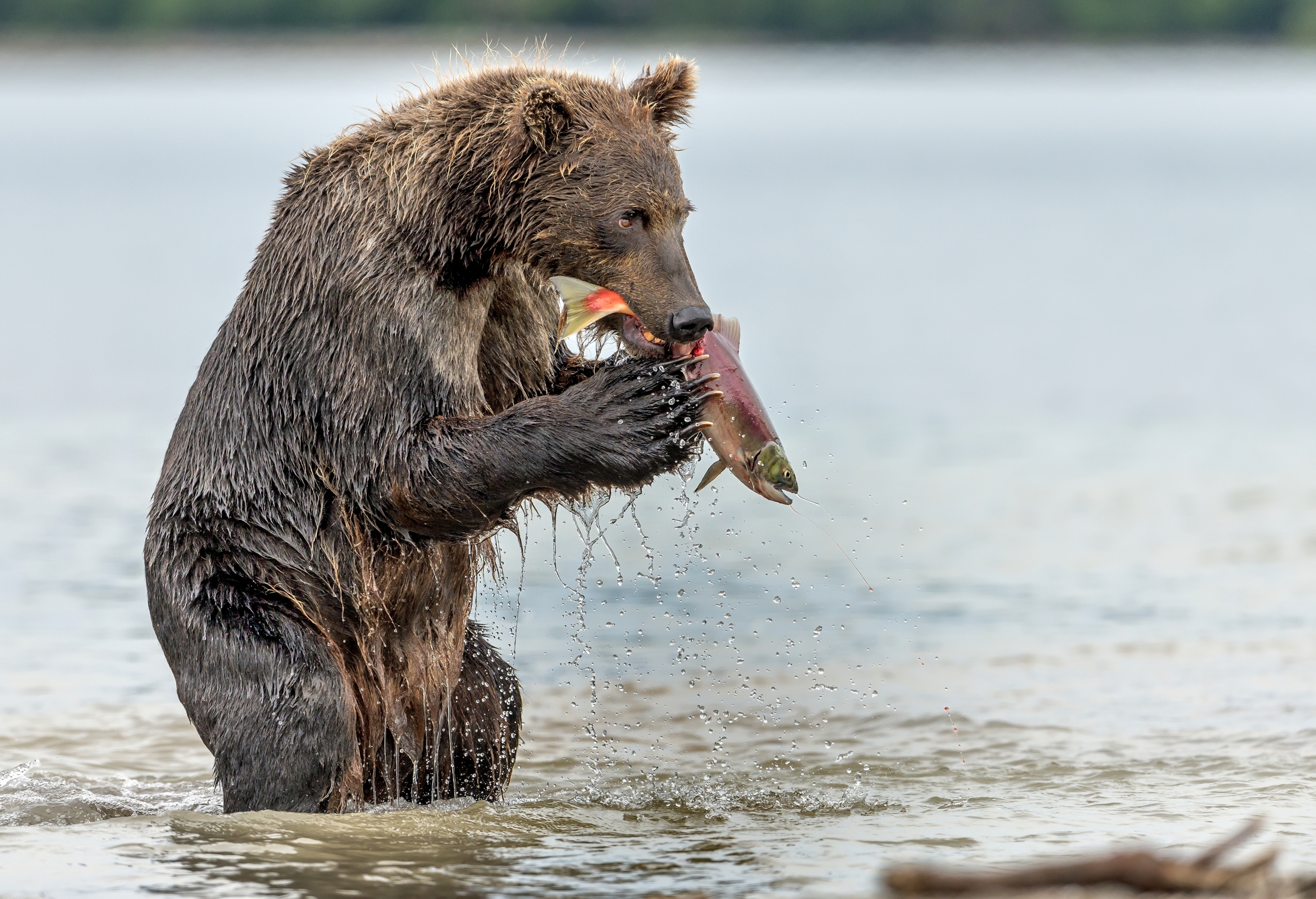 Kamchatka 2016 - Merendina
