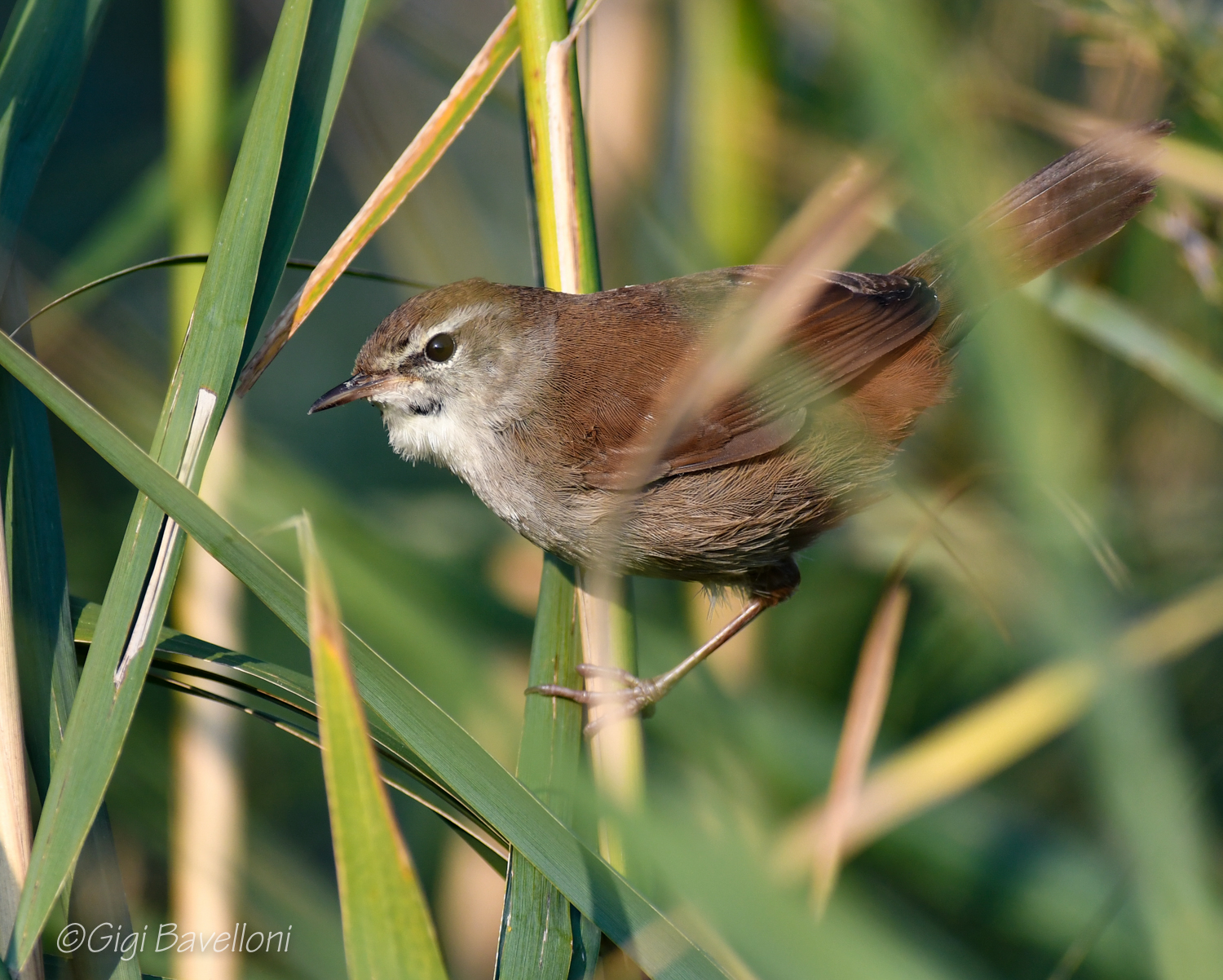 Cetti's warbler