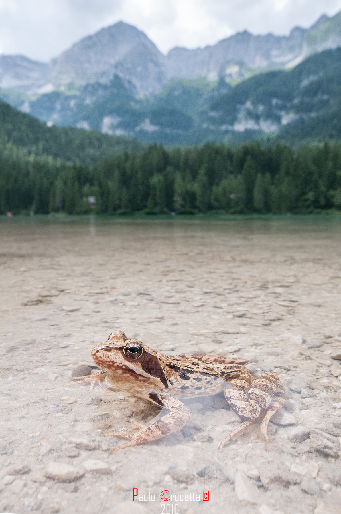 common frog in Tovel