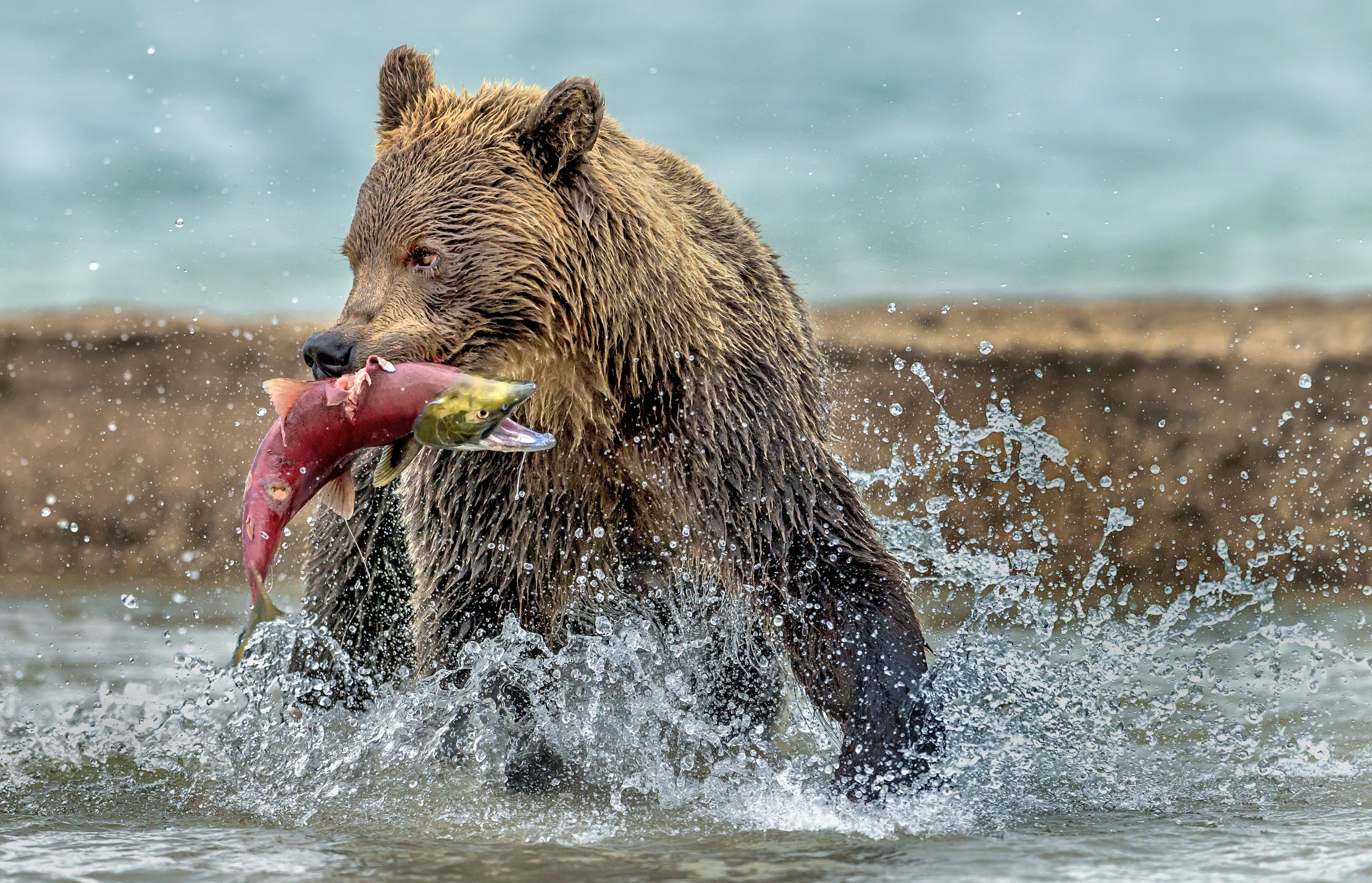 Kamchatka 2016 - Fishing