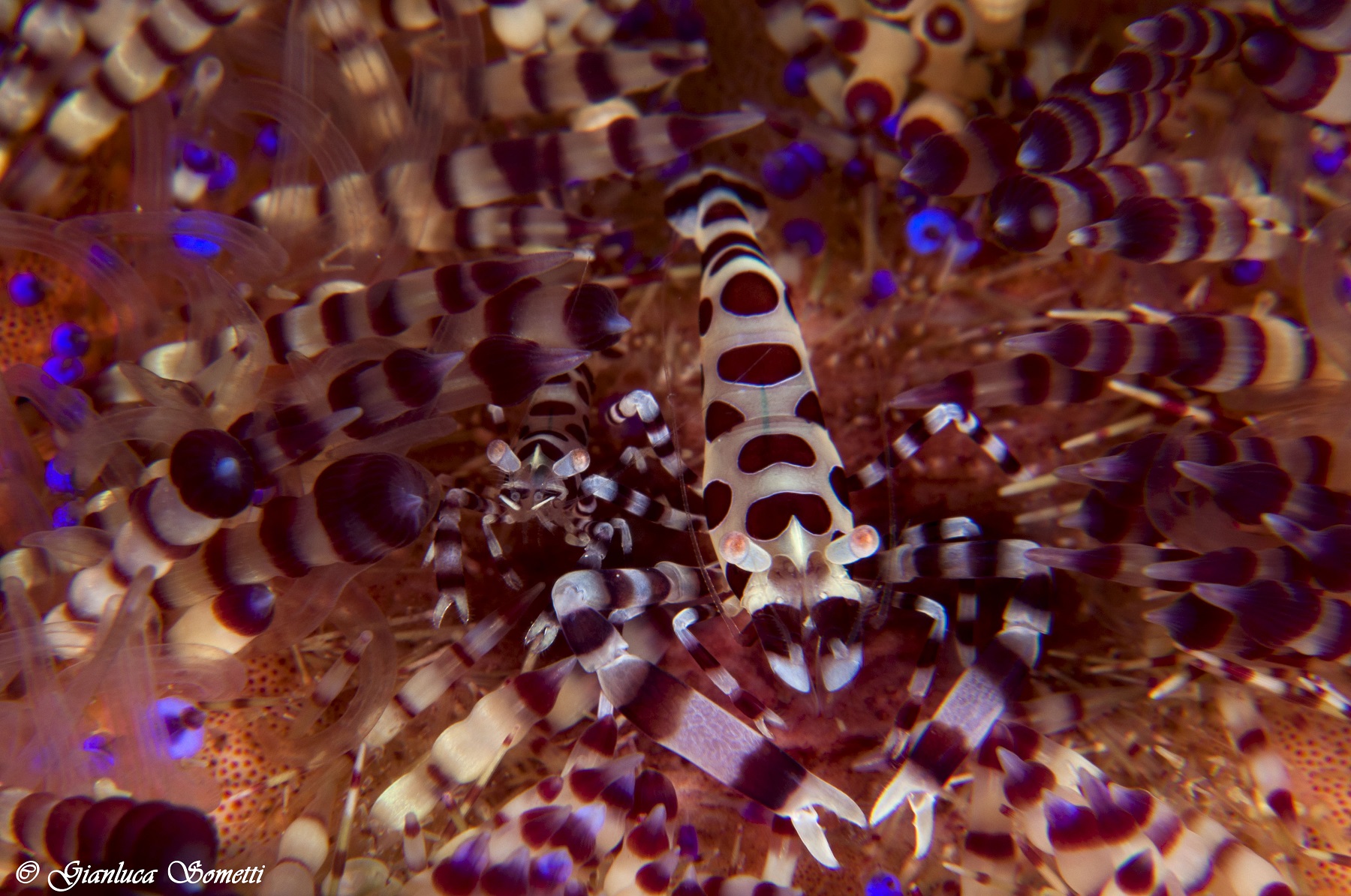 Coleman shrimps - Puerto Galera