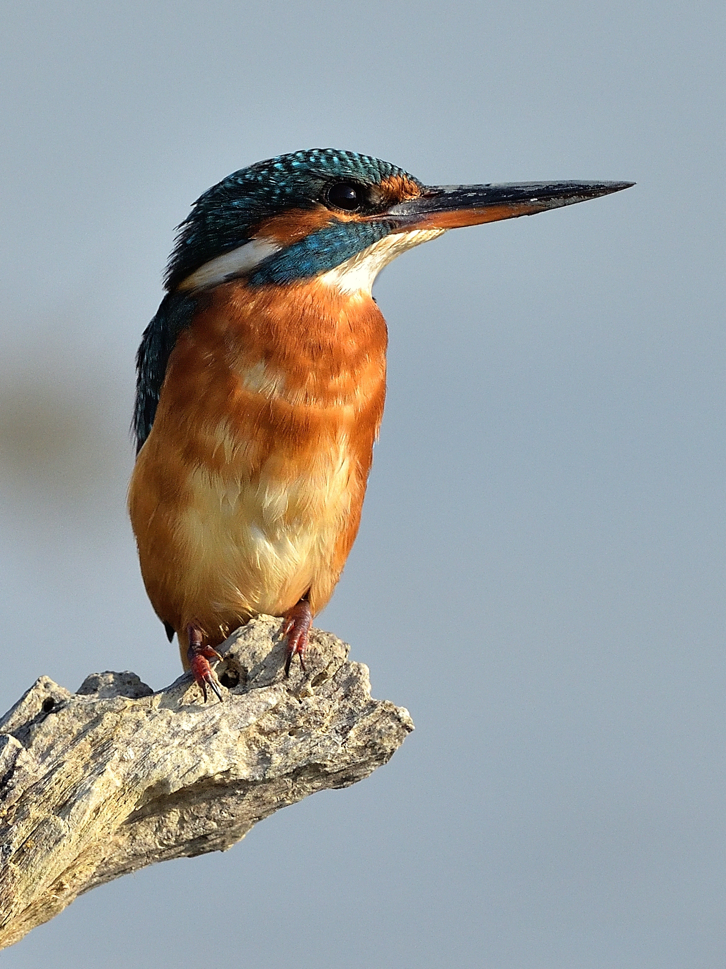 Kingfisher