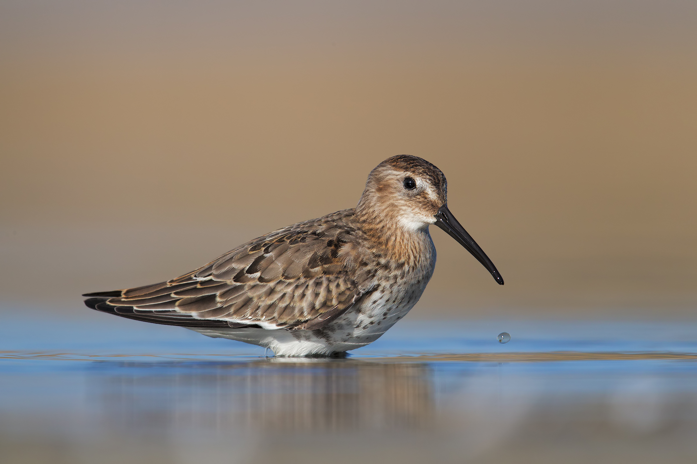 Piovanello Pancianera