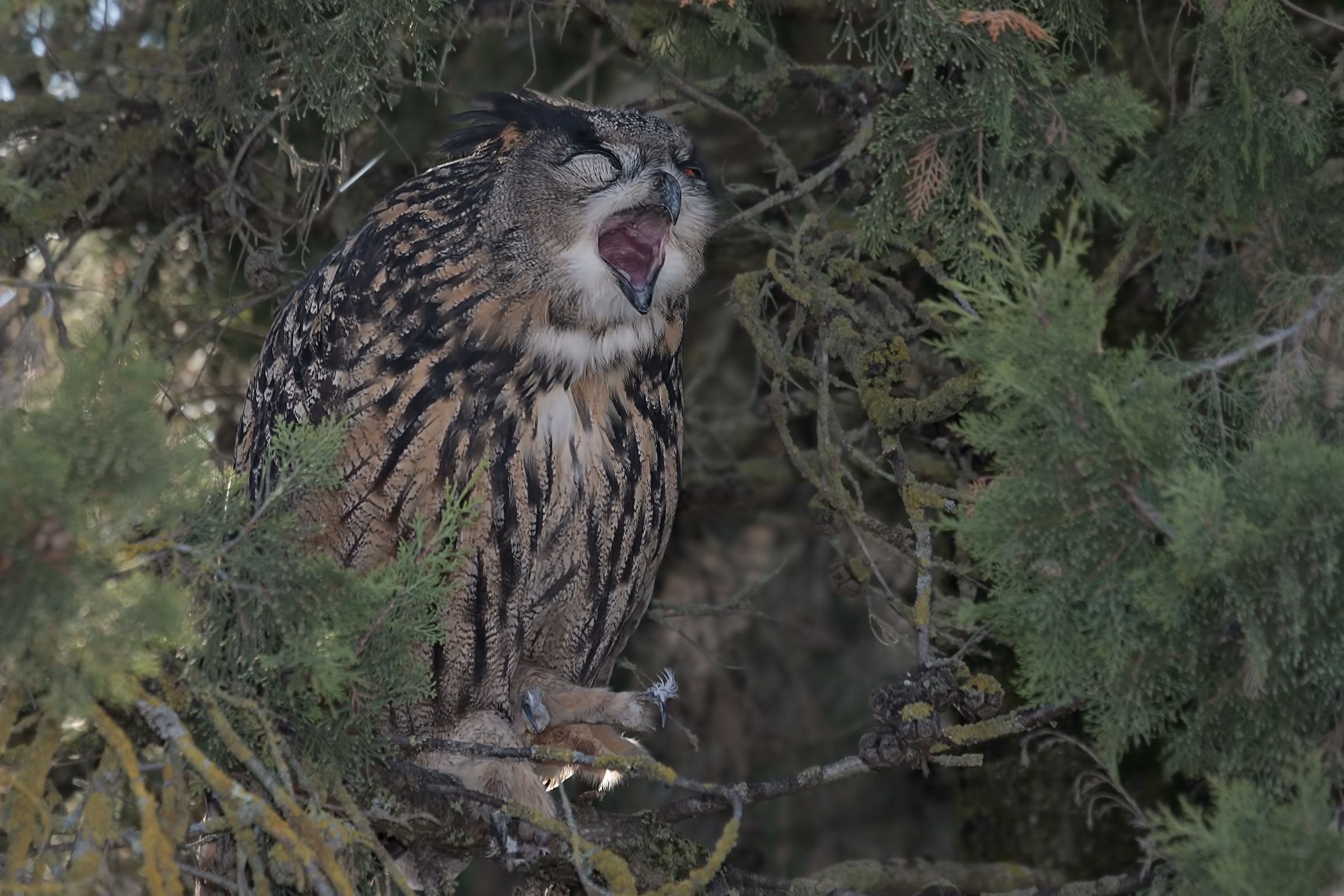 Buona notte...gufo reale (Bubo bubo)