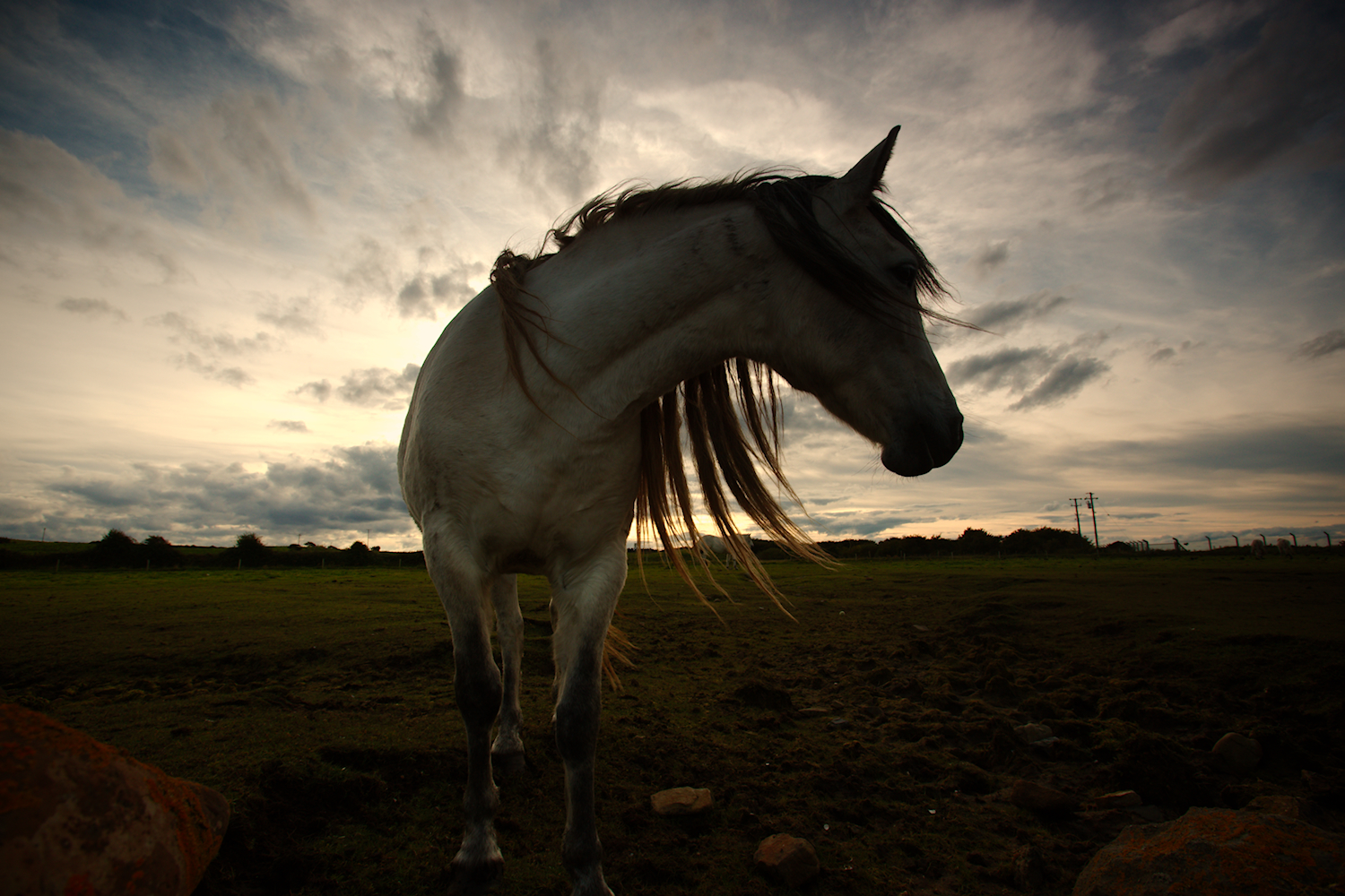 cielo con un ronzino
