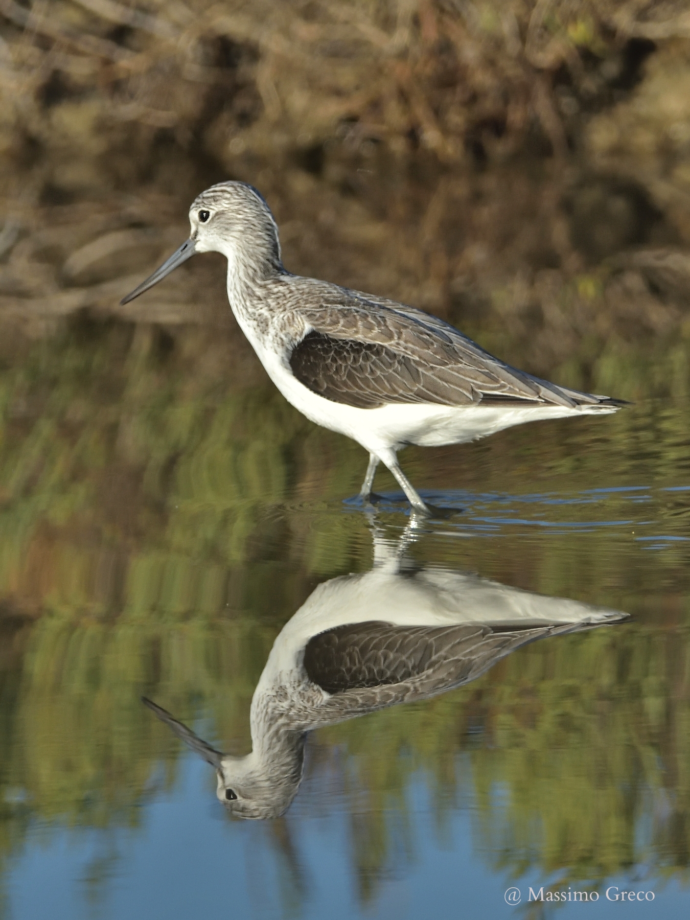 Greenshank (Tringa nebularia)
