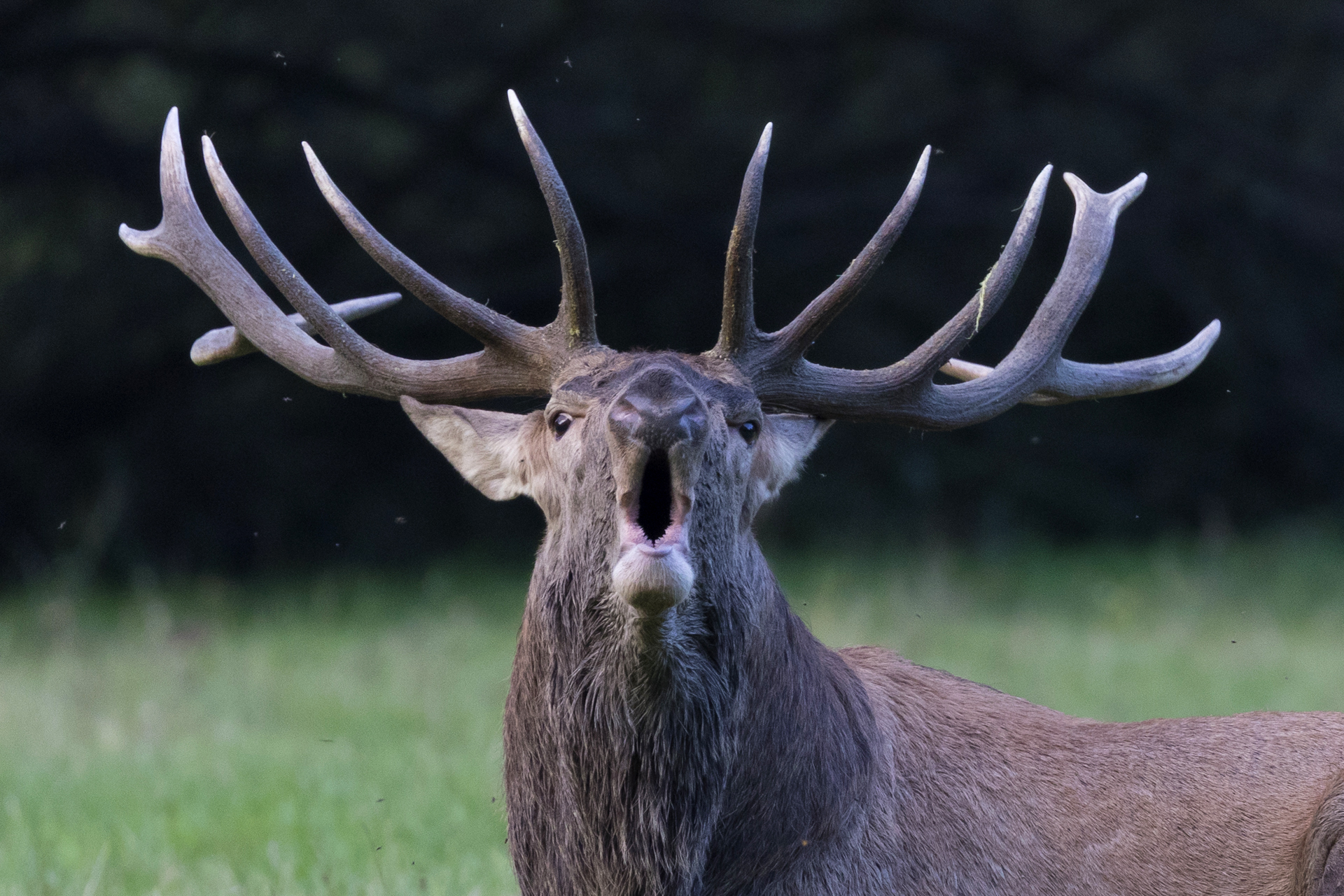 Bramito al crepuscolo