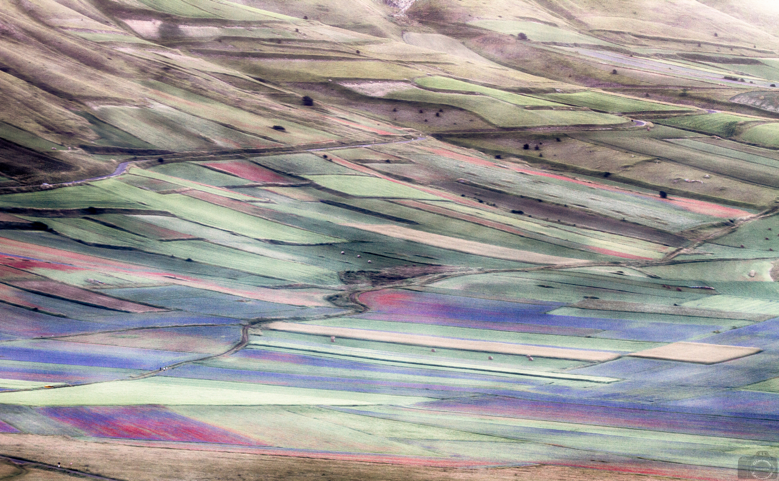 Confusion between the meadows Castelluccio