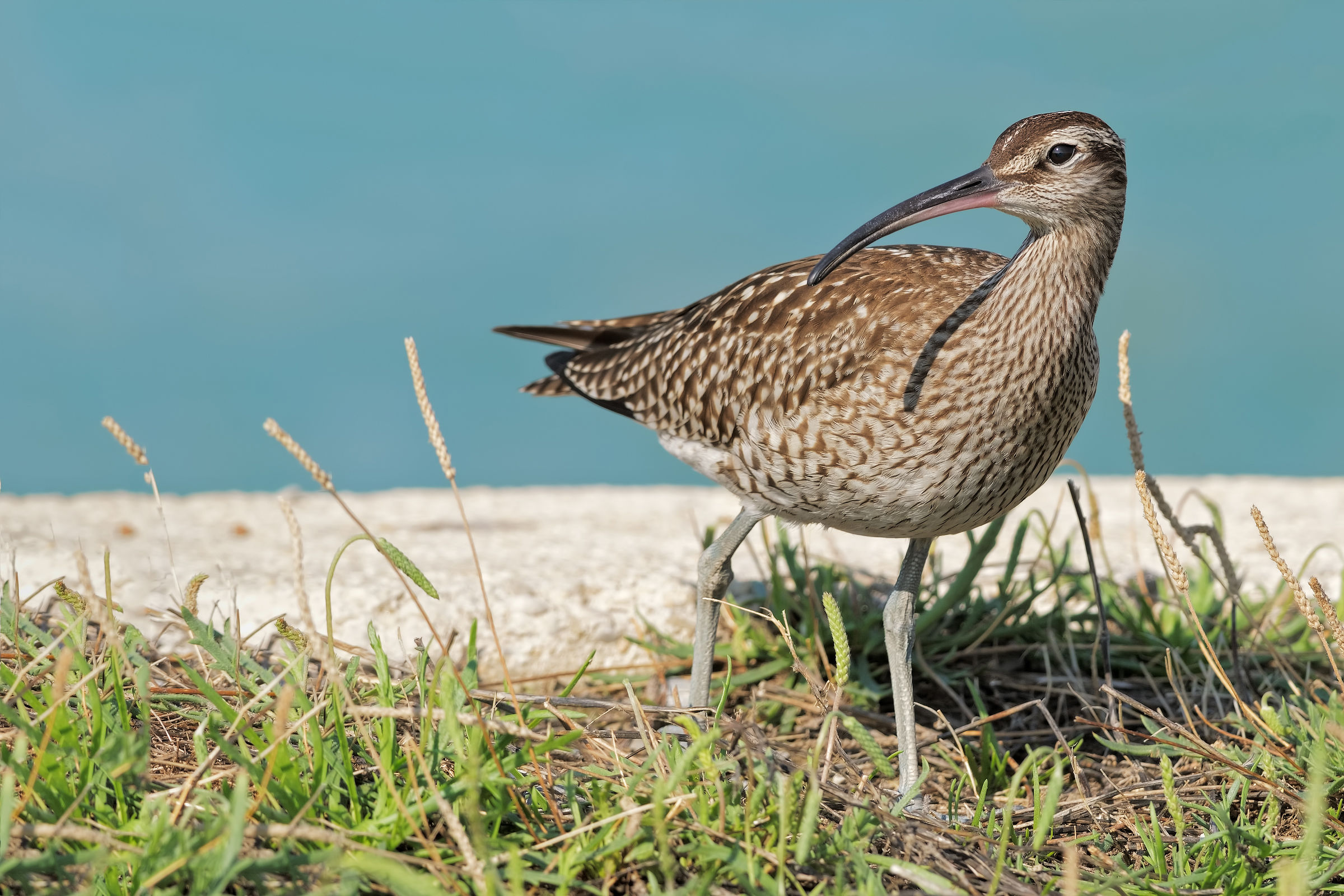 Chiurlo piccolo (Numenius phaeopus)