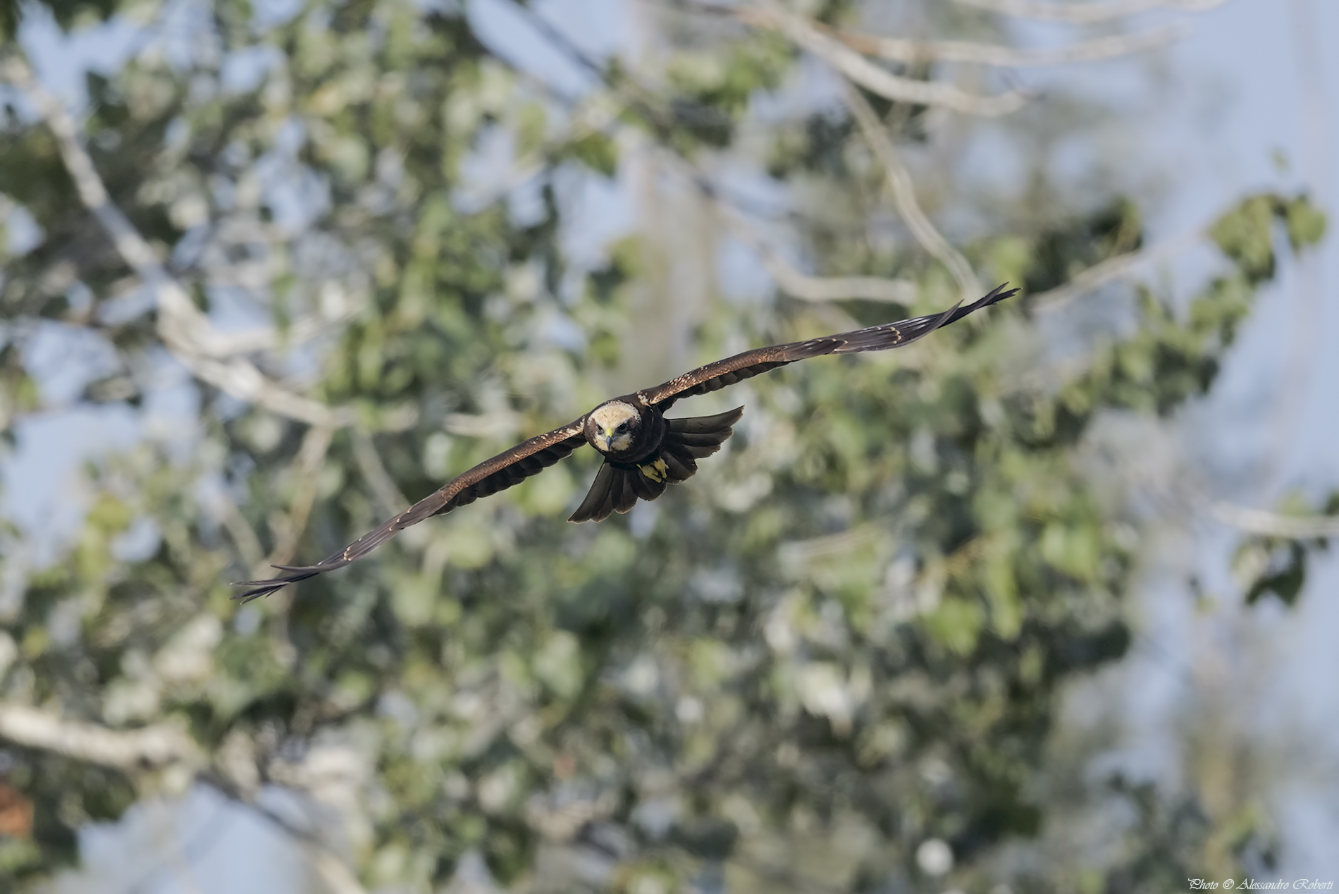 Marsh harrier