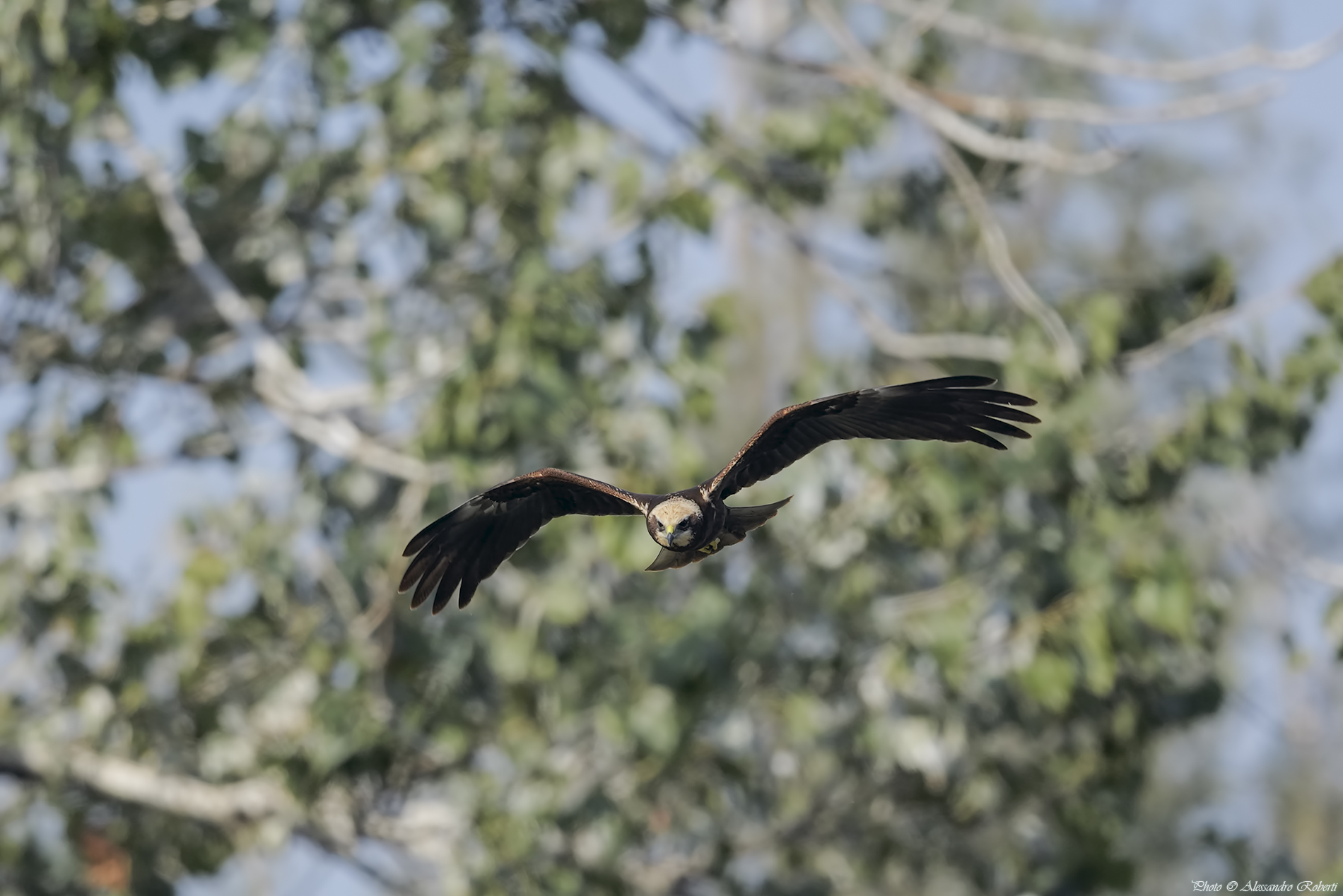 Marsh harrier