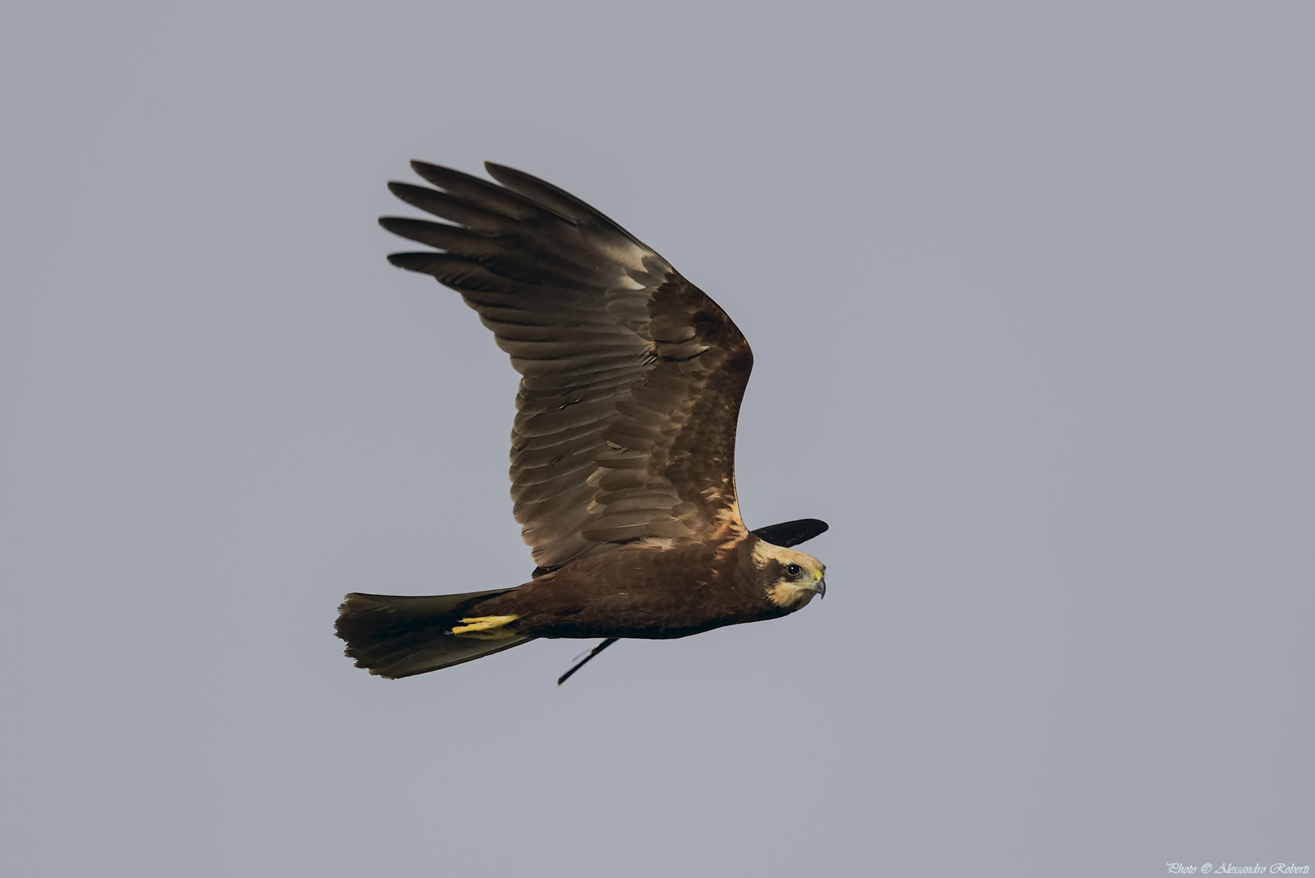 Marsh harrier