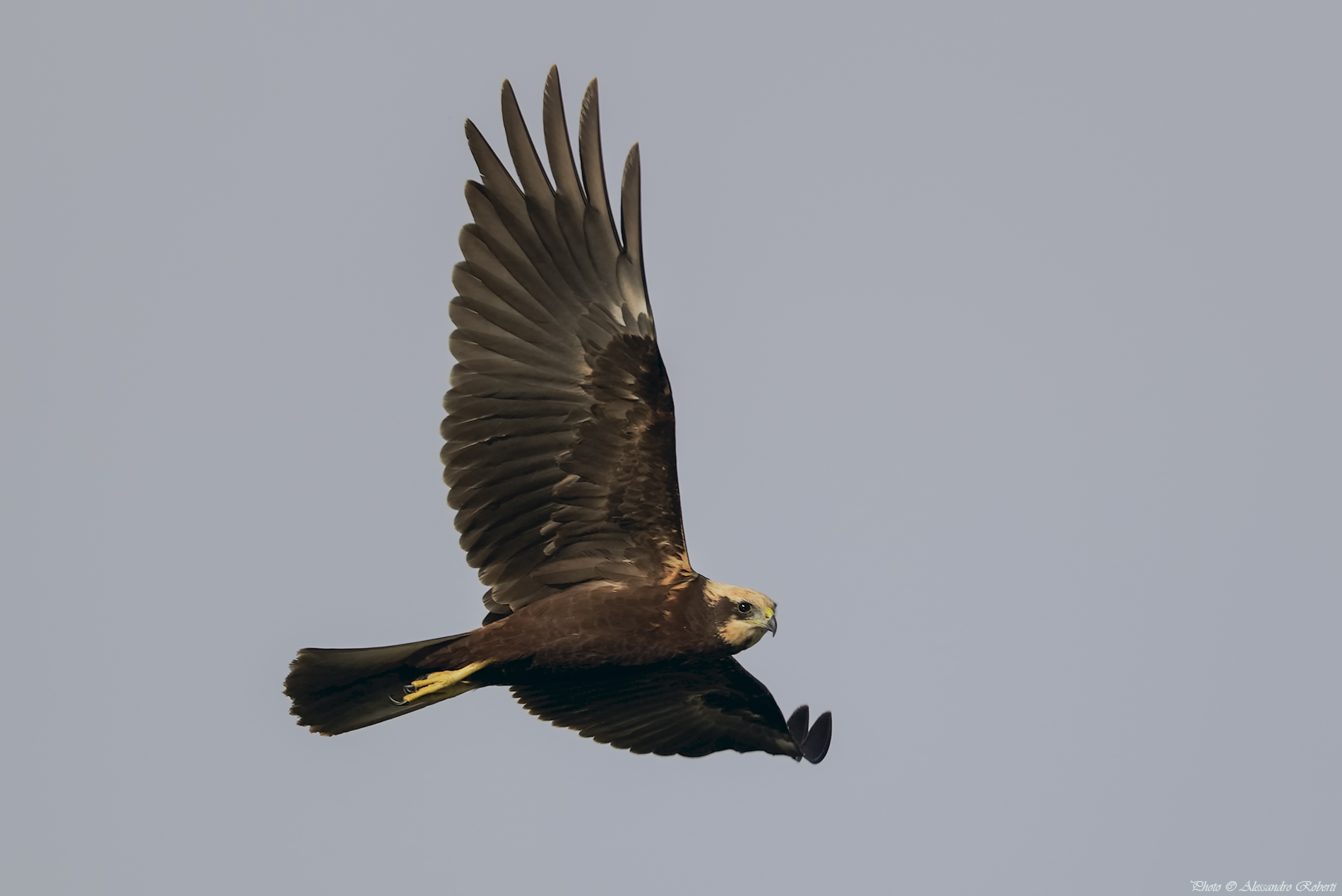 Marsh harrier