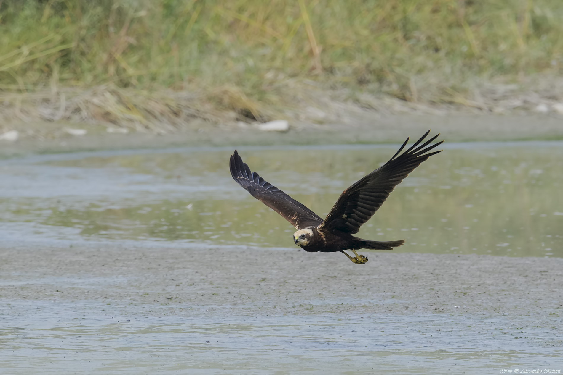 Marsh harrier