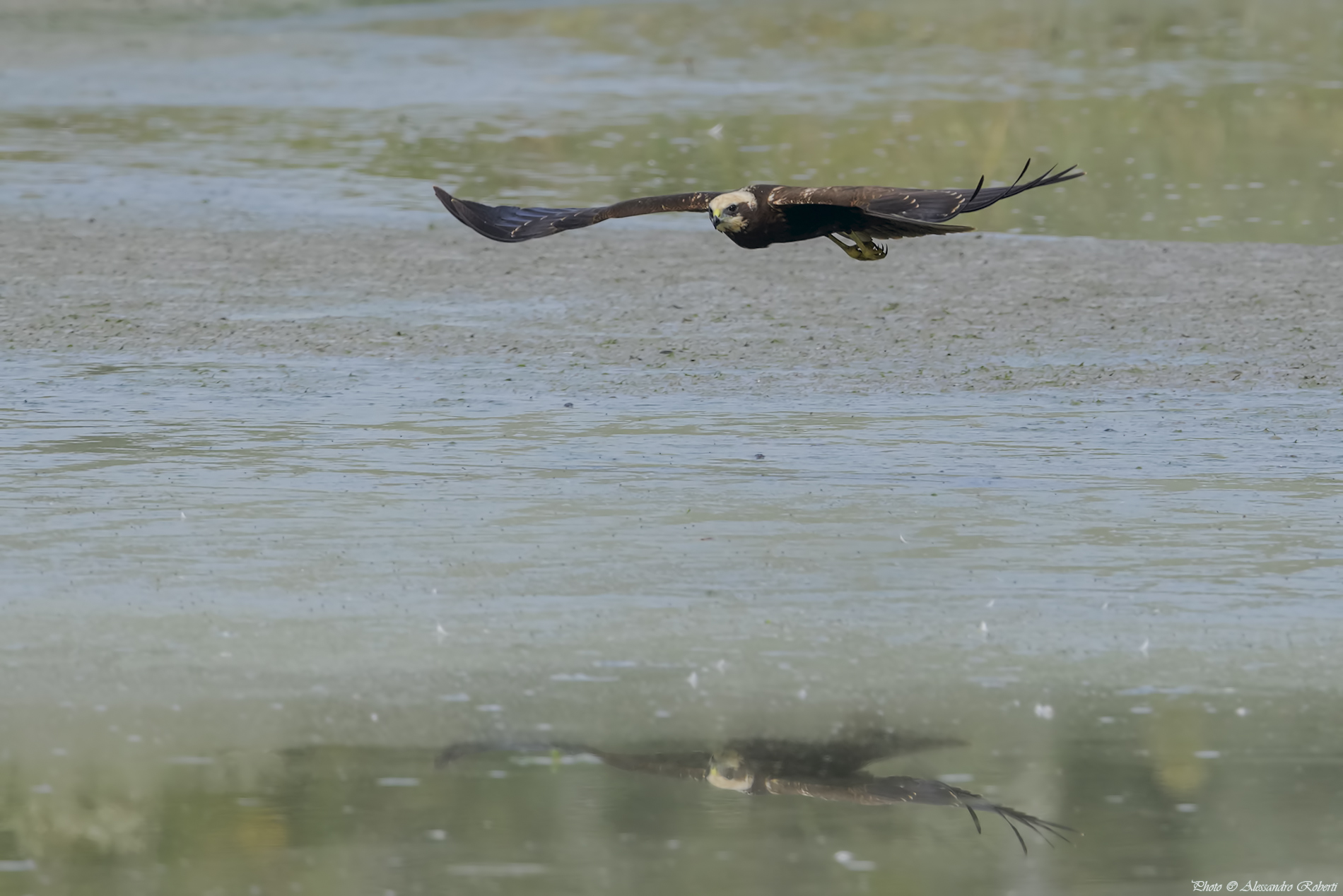Marsh harrier