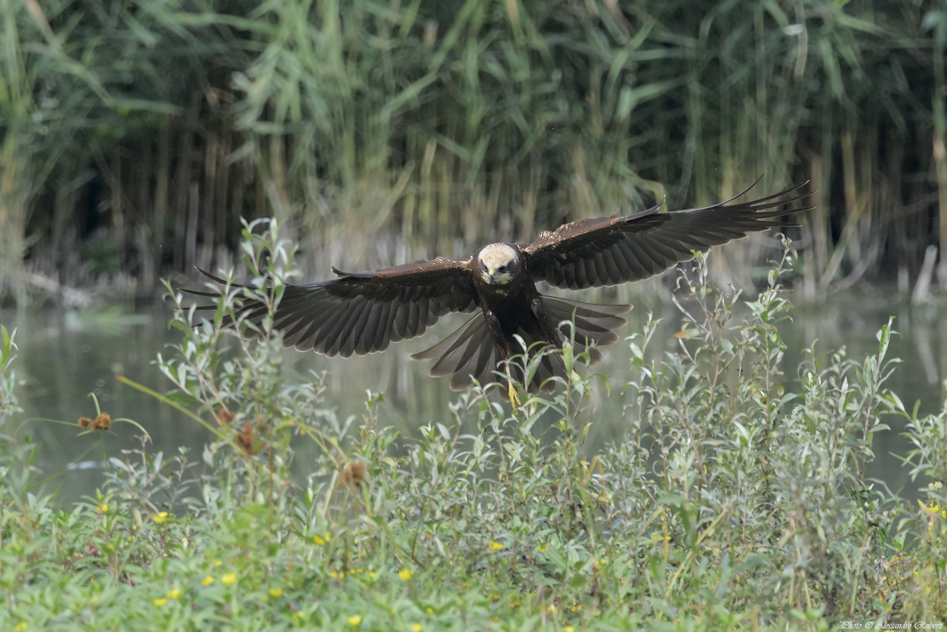 Marsh harrier
