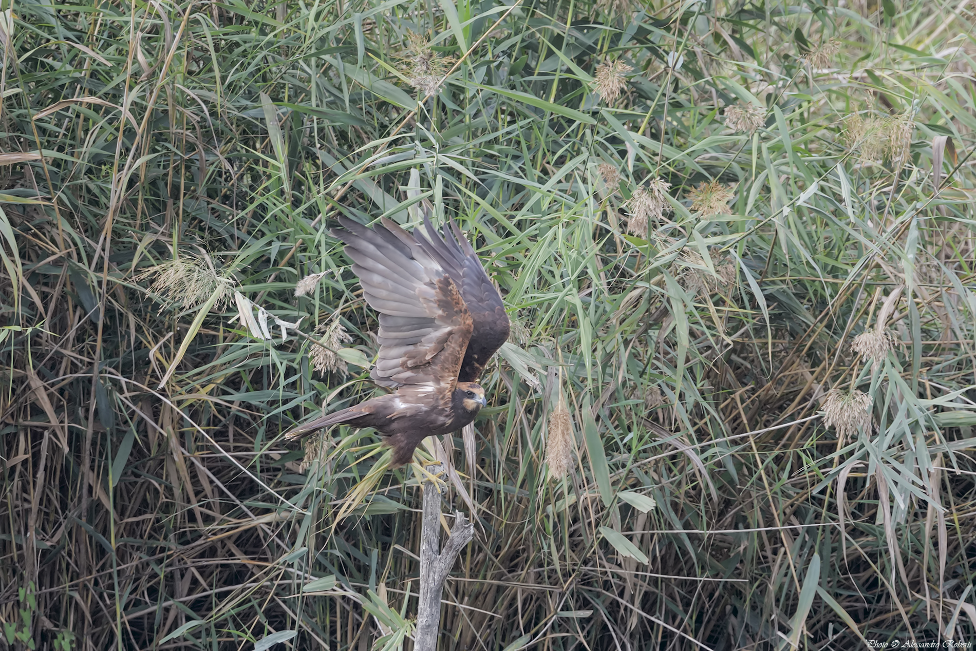 Marsh harrier