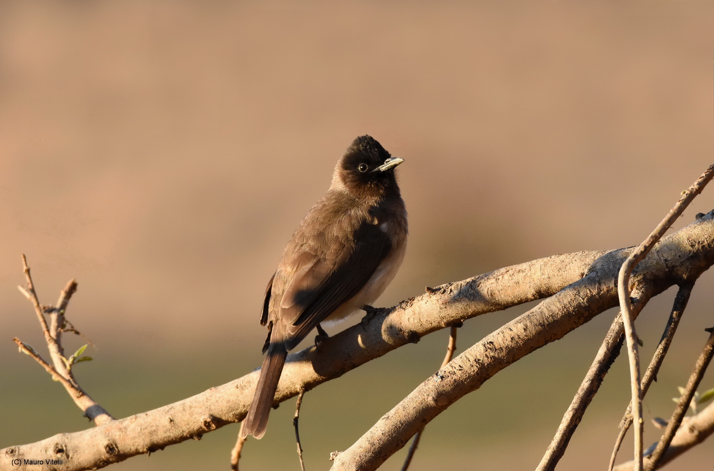 Dark-Capped (Blak-Eyed) bulbul