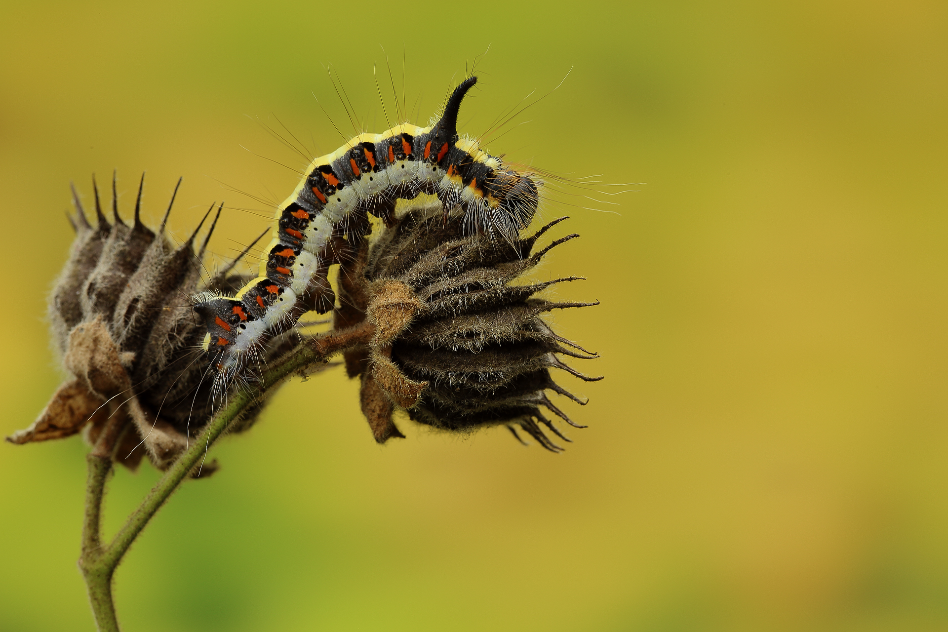 hairy (Acronycta psi)