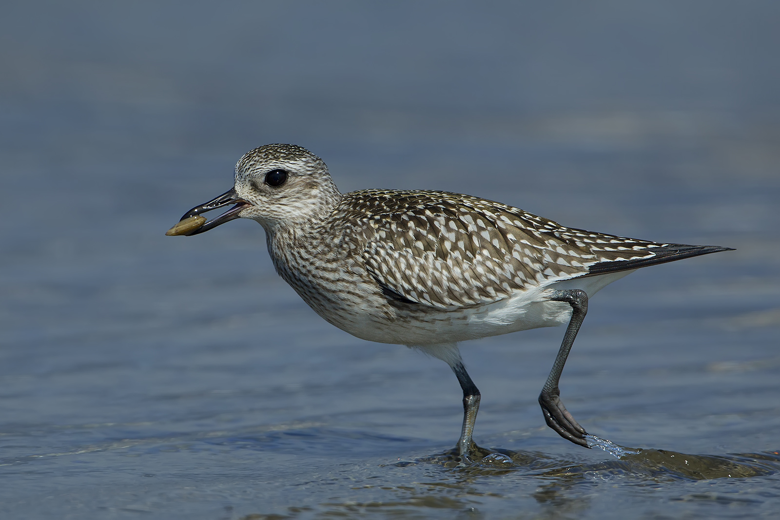 gray plover