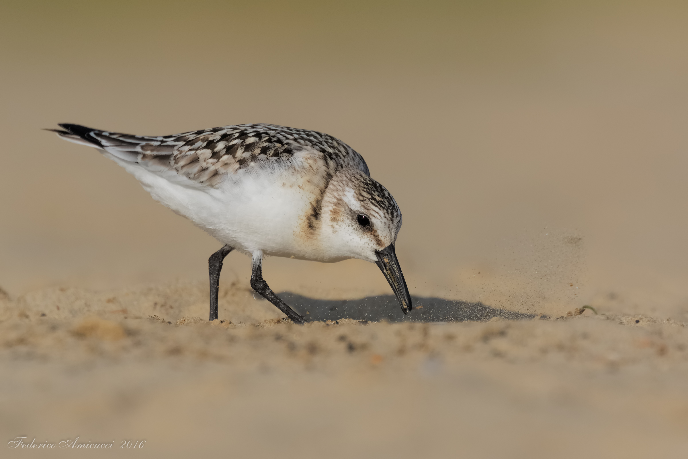Cattura tra la sabbia per il tridattilo