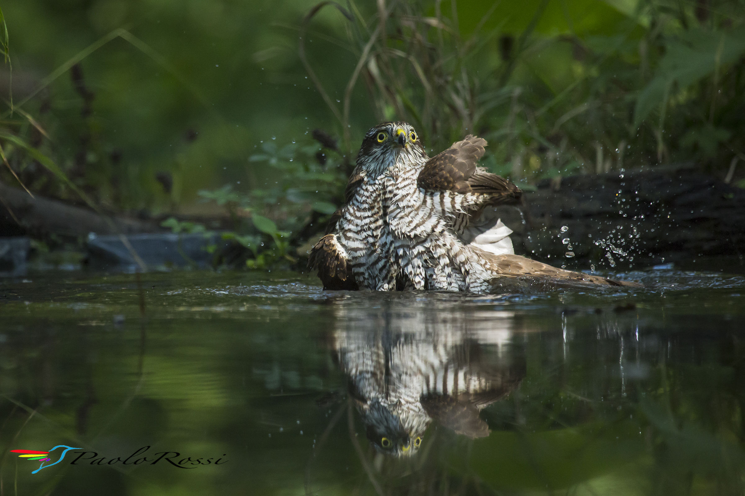 IL bagno dello sparviere.