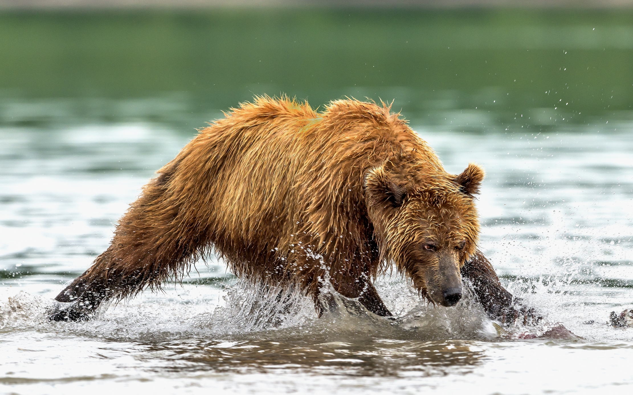 Kamchatka 2016 - A pesca