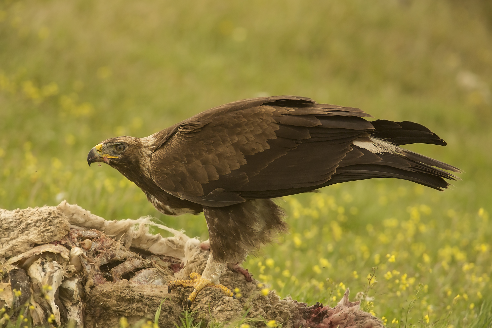 aquila reale(aquila crysaetos)