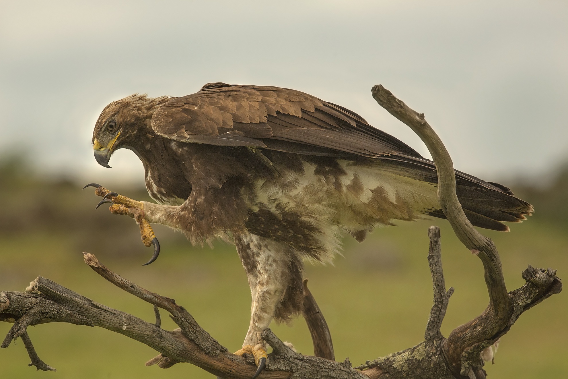 artiglio....di aquila reale(aquila crysaetos)