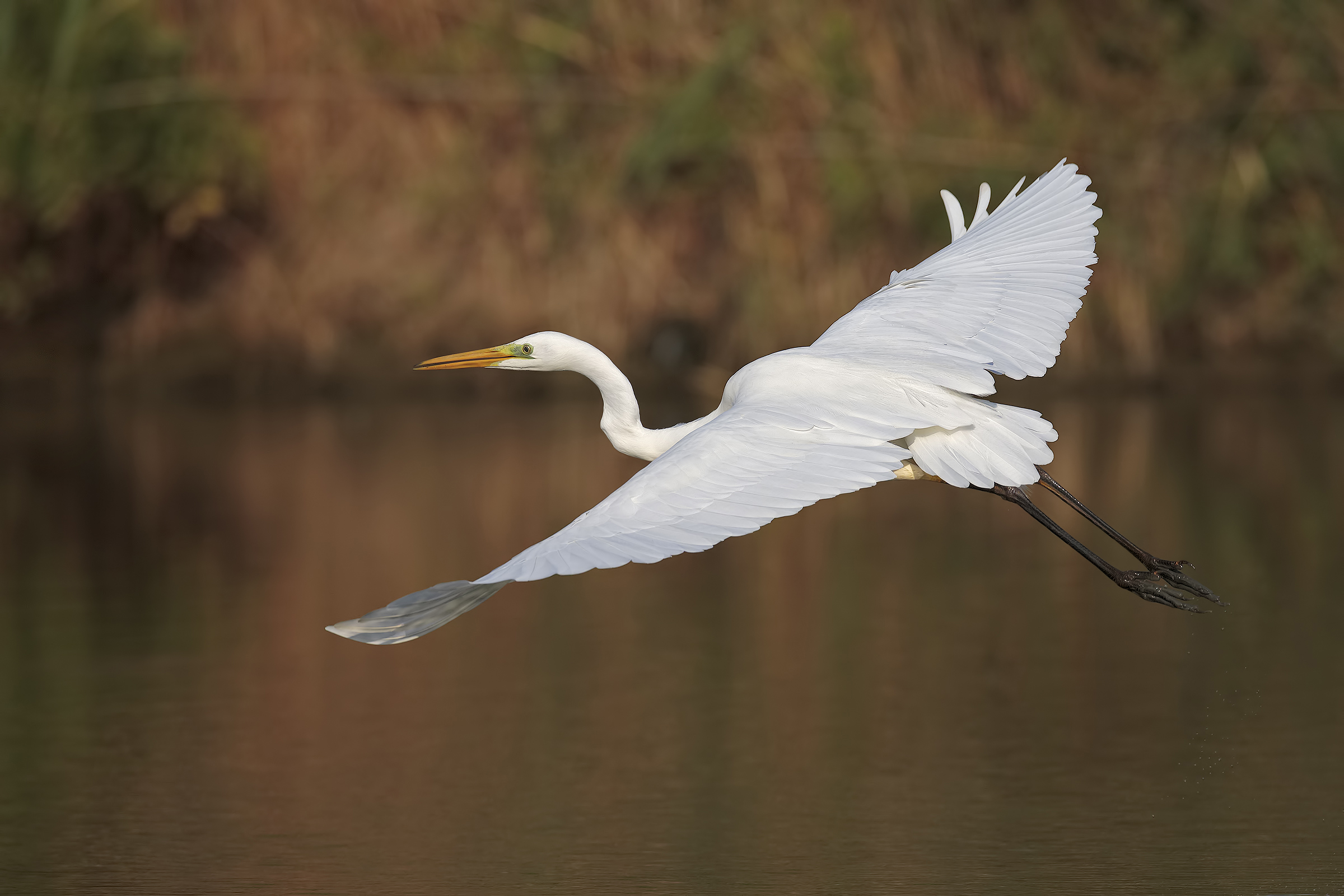 White Heron Maggiore