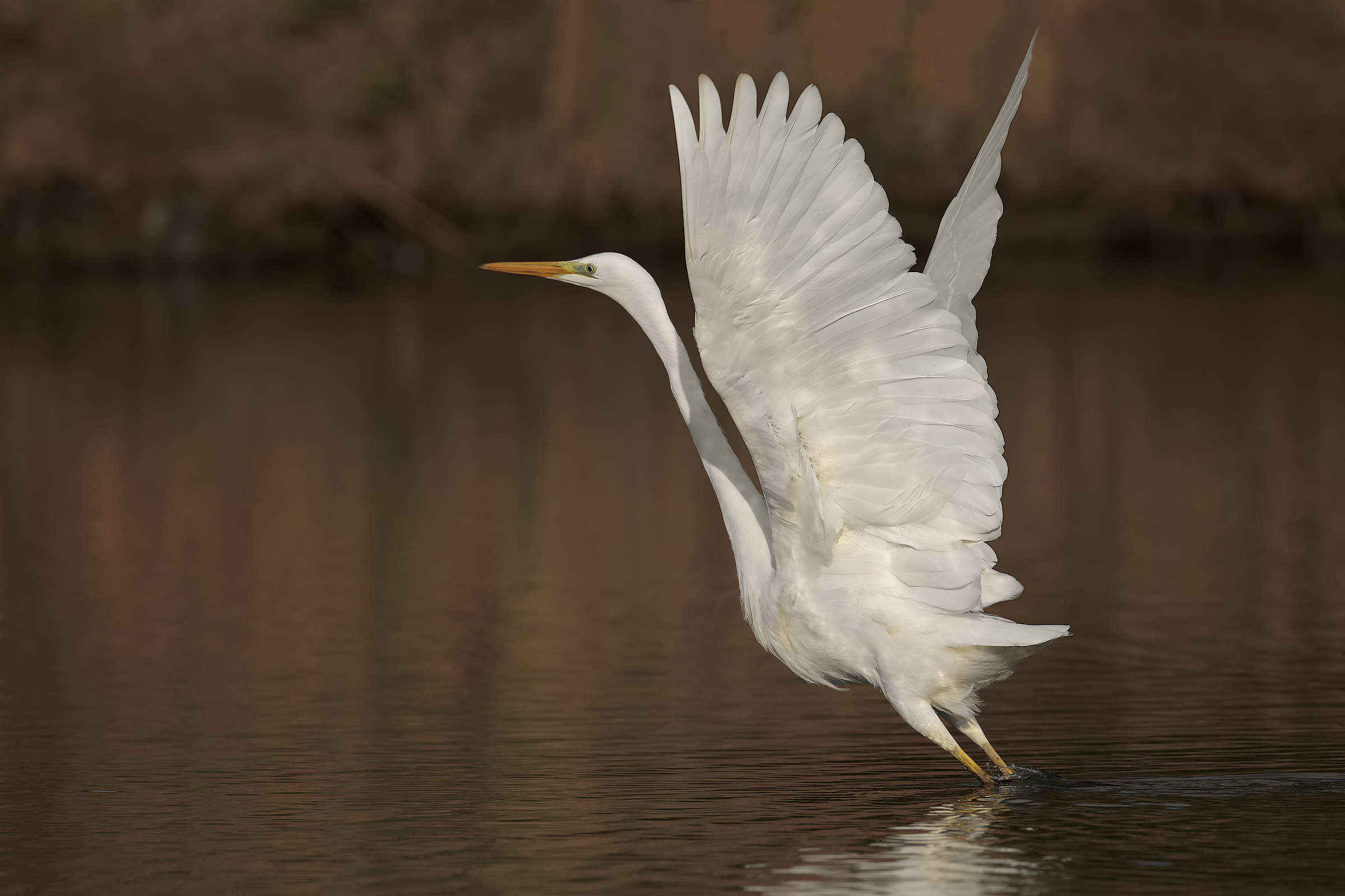 White Heron Maggiore