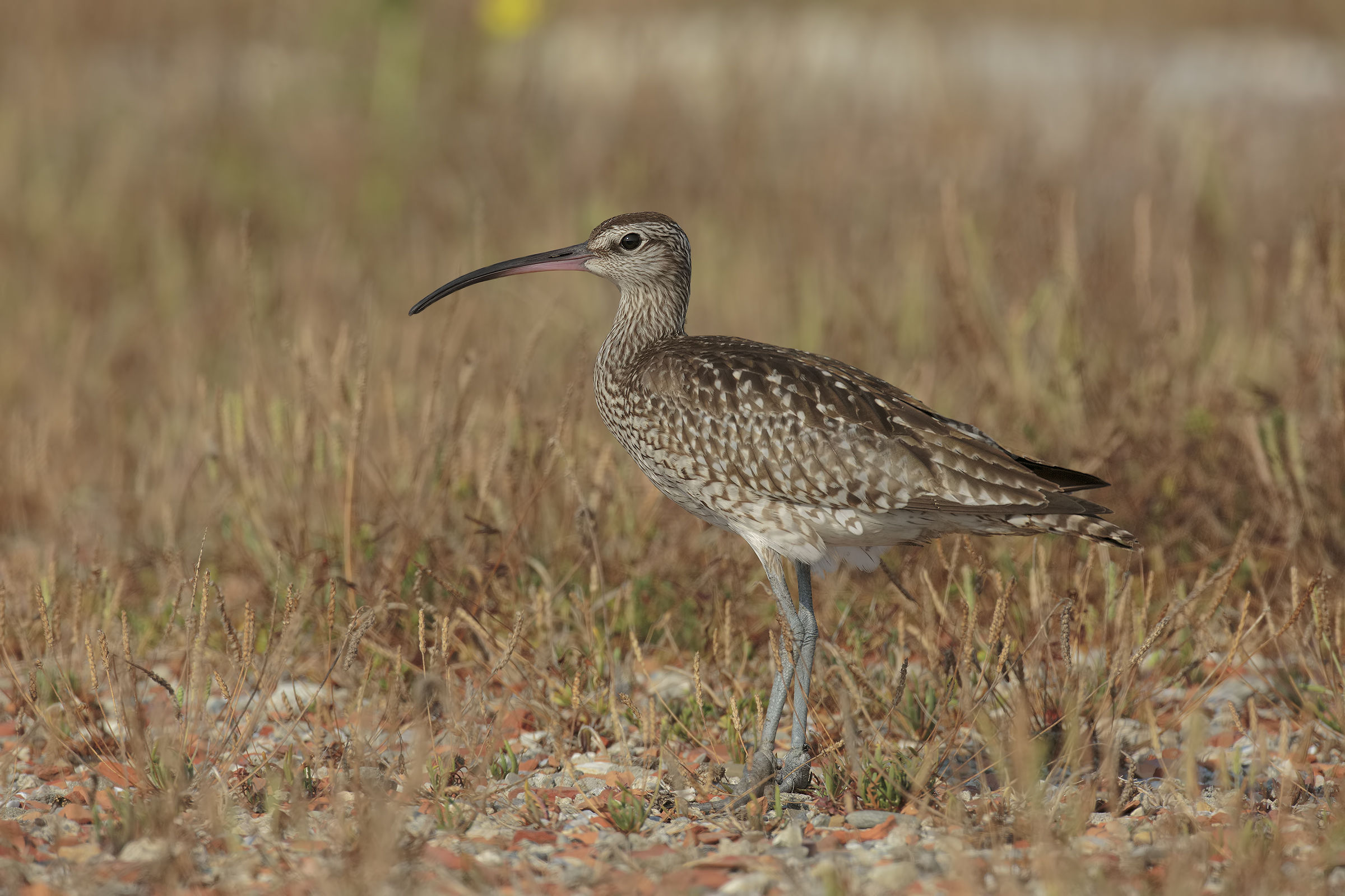 Curlew Minor