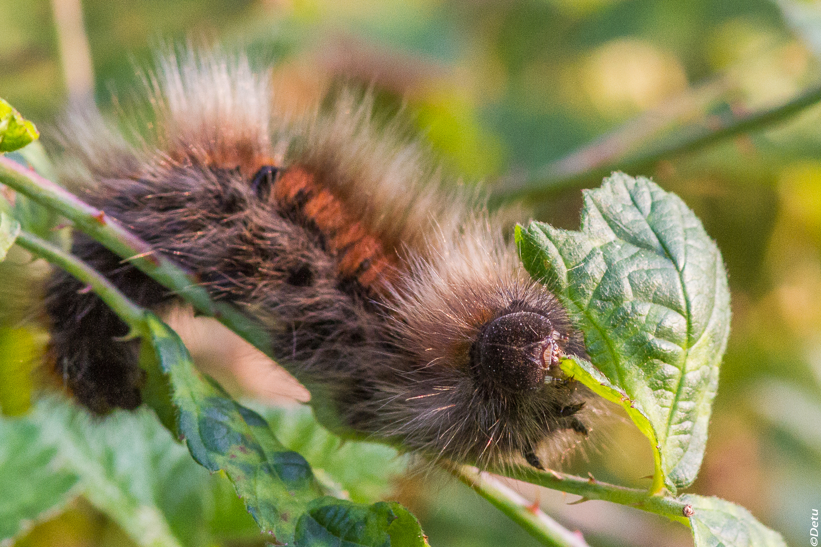 Bruco mangiafoglie II