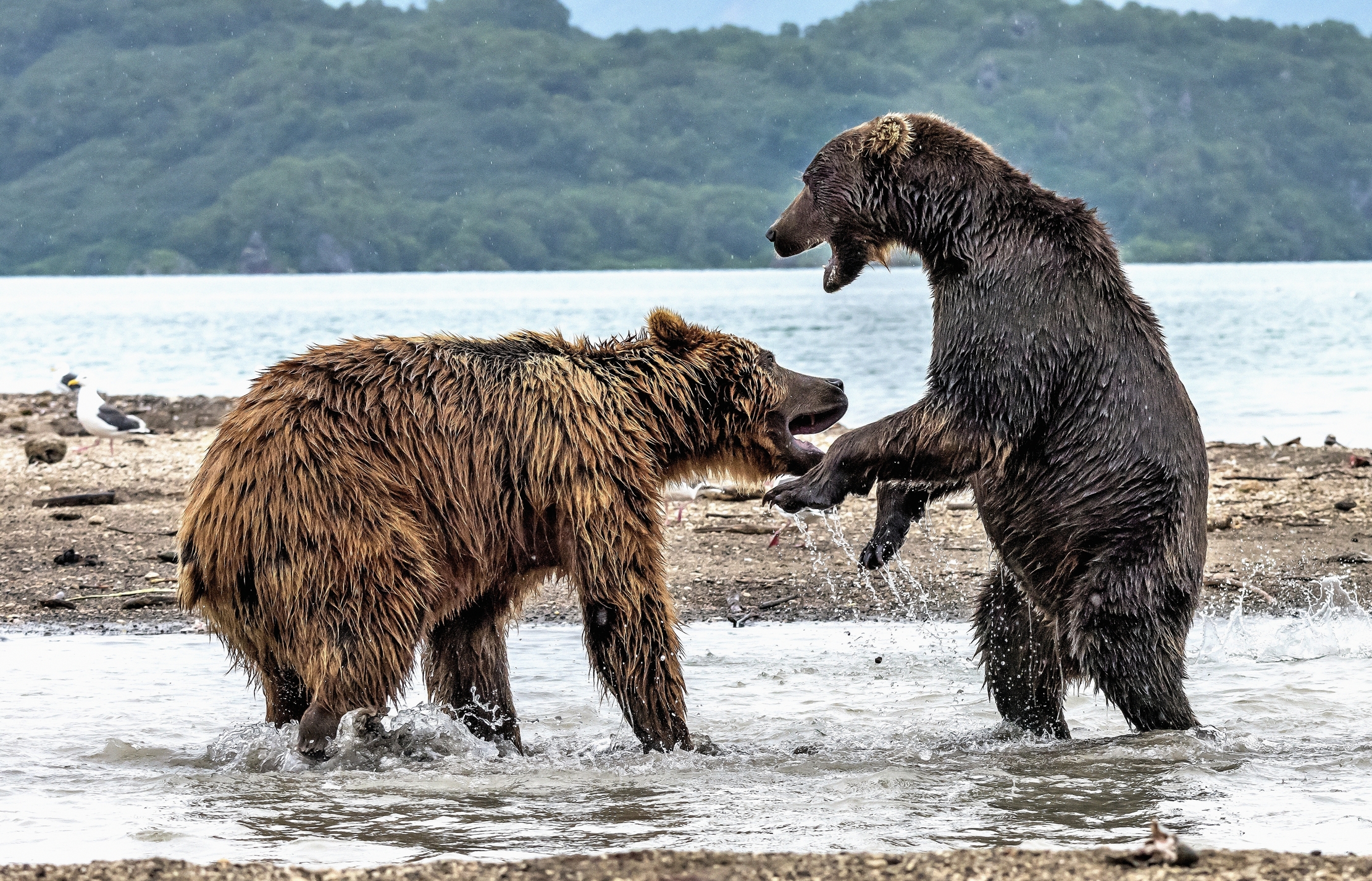 Kamchatka 2016 - Confronti