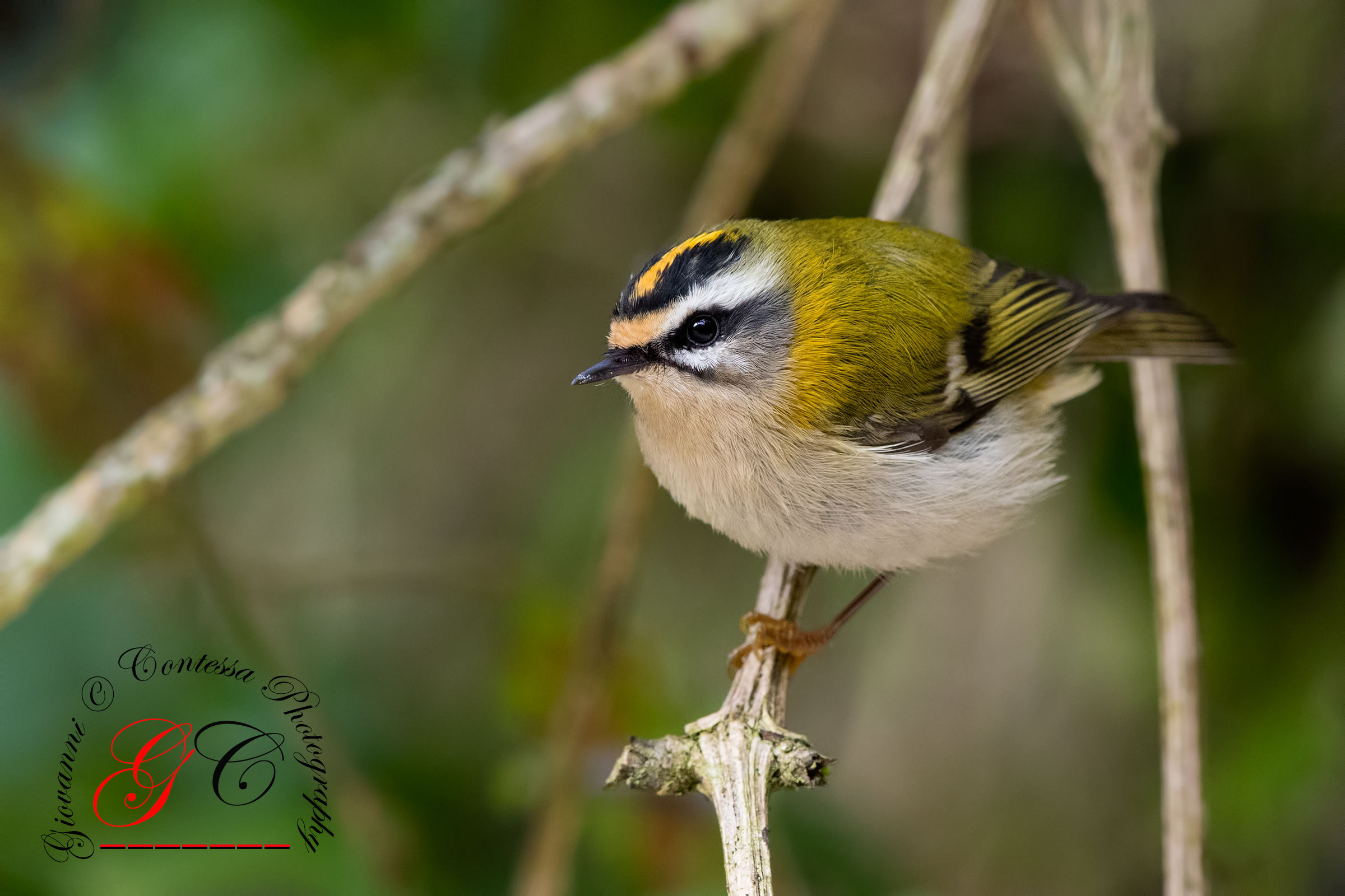 fiorancino ..... elf of the woods ...