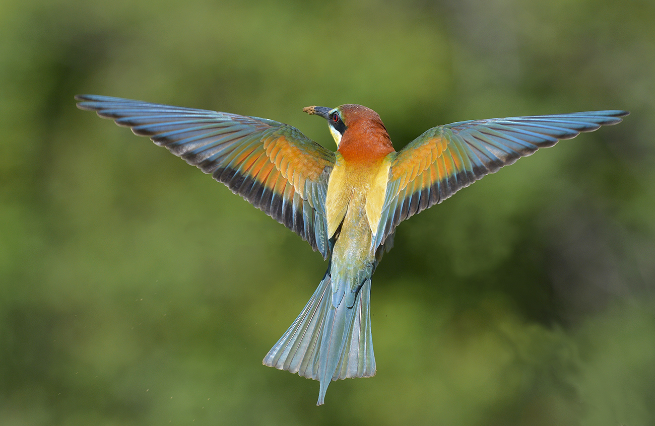 Il gruccione in volo.