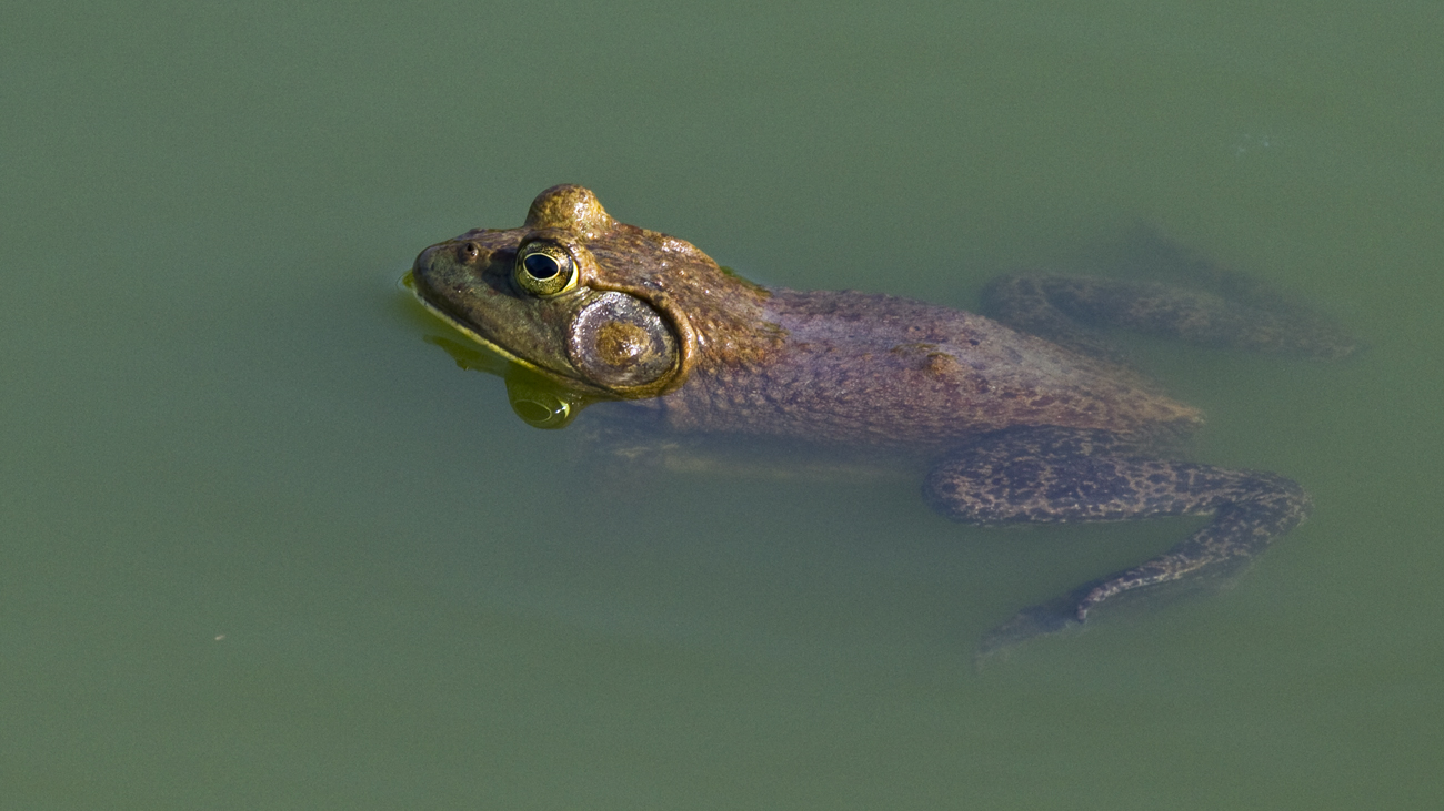 Young specimen of Rana Toro