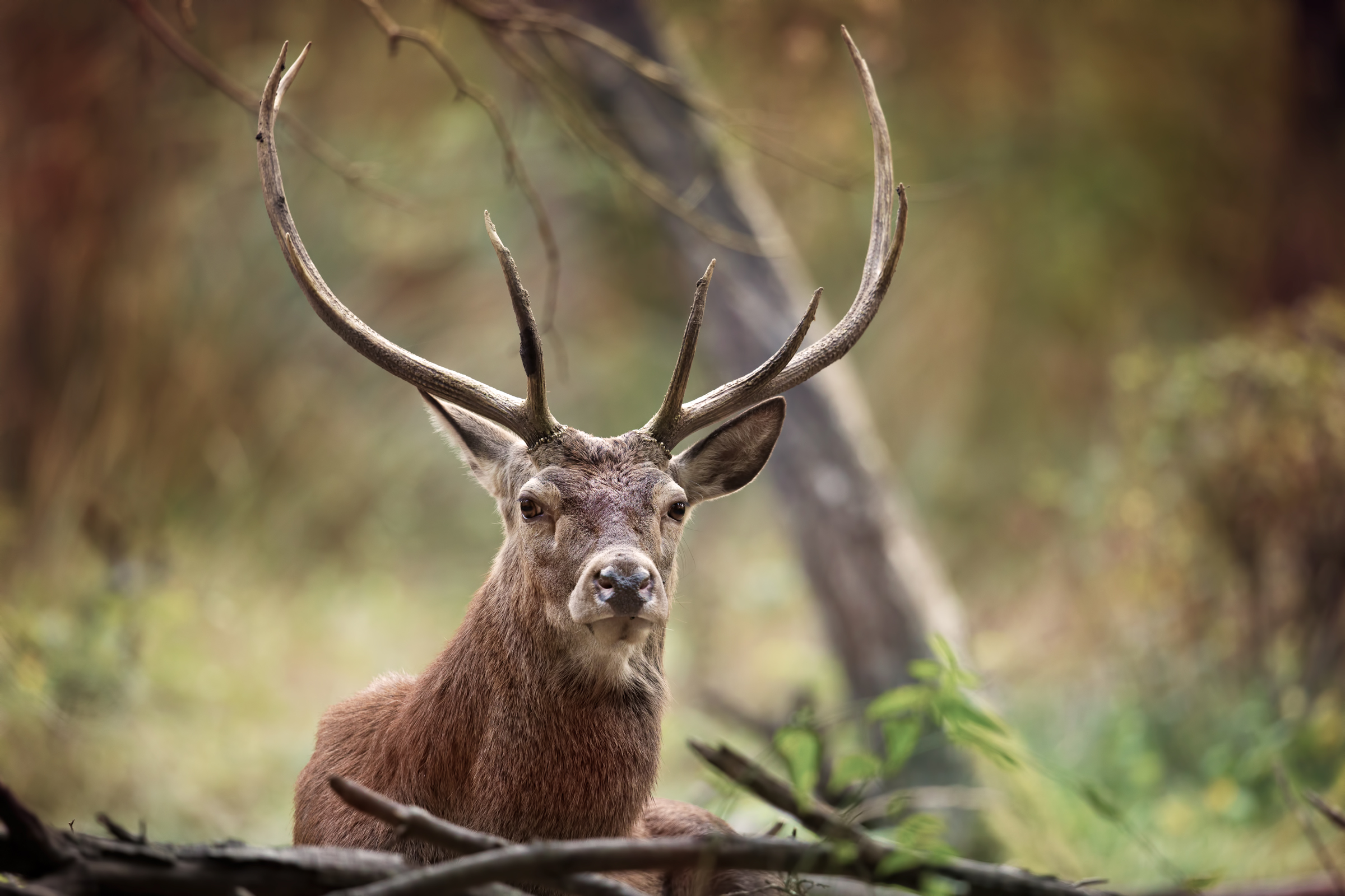 Cervus elaphus (native Mesola Fe)