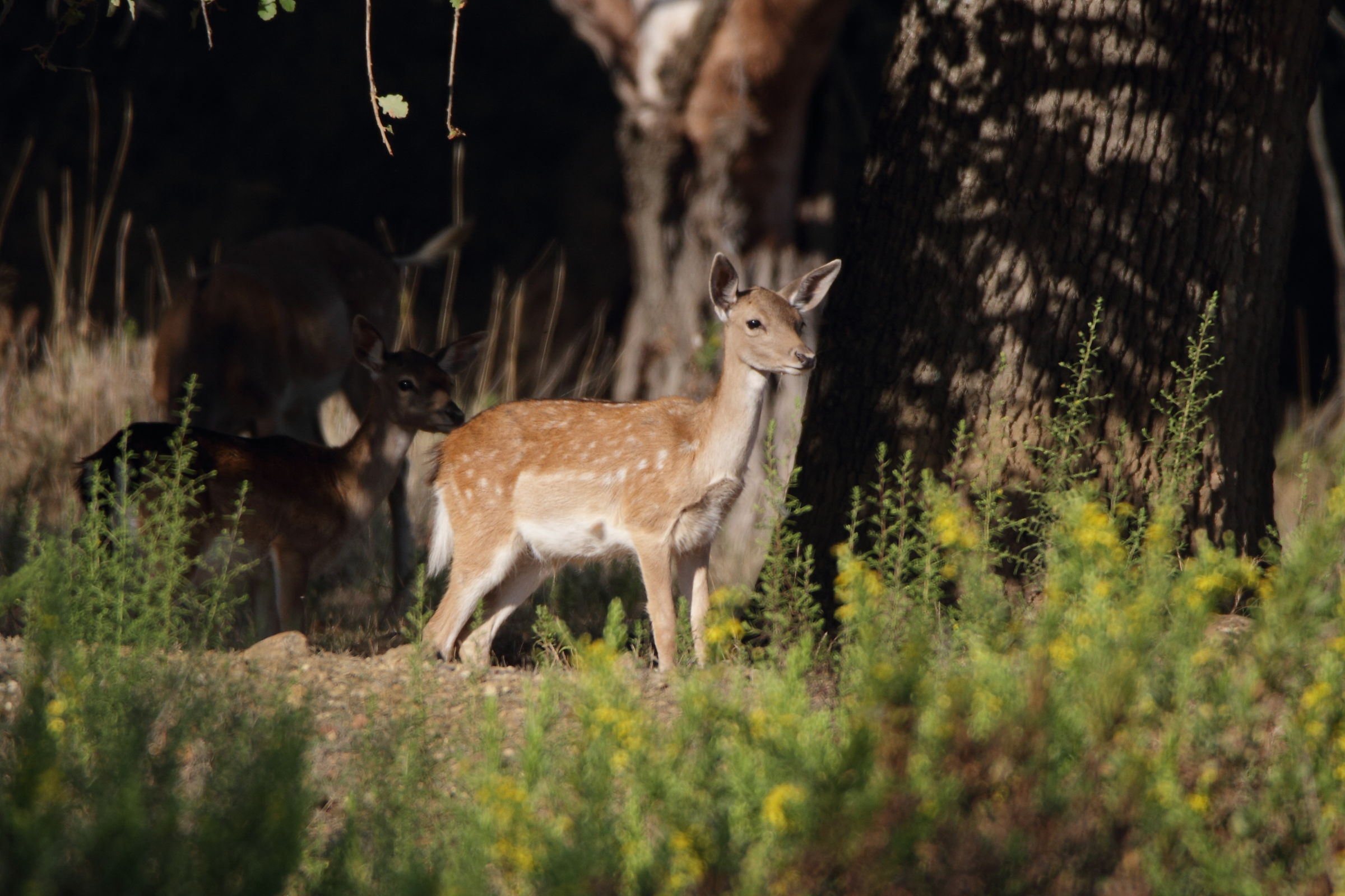 Little Deer Park to dell'uccellina