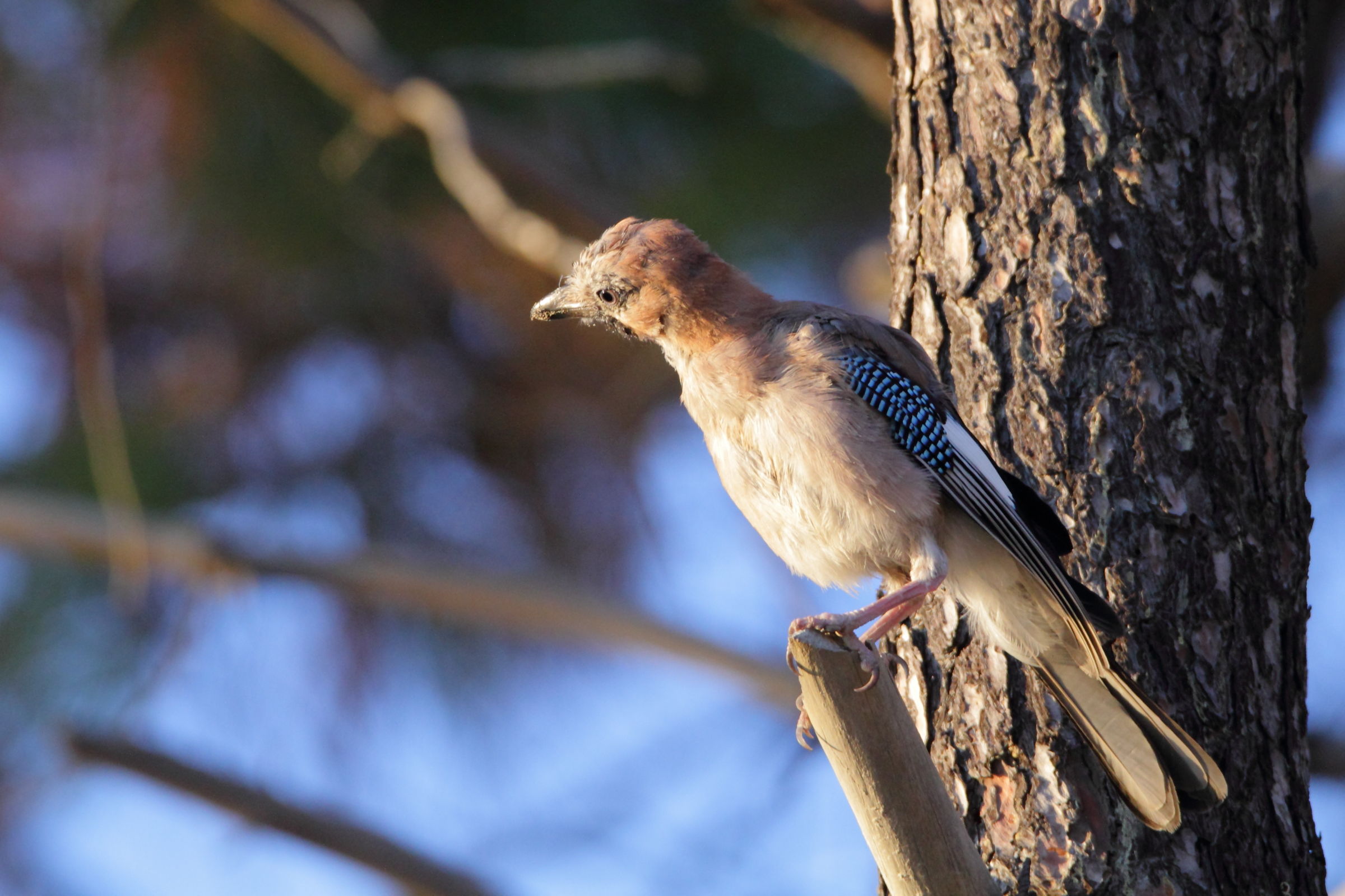 Young jay at sunset
