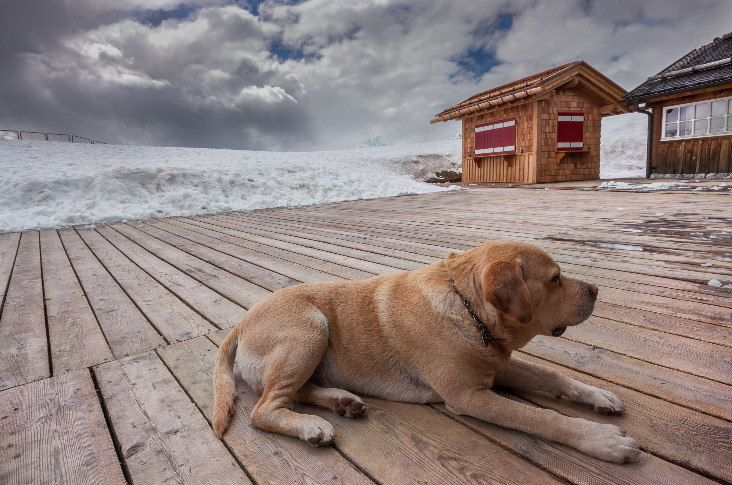 The mascot of the shelter